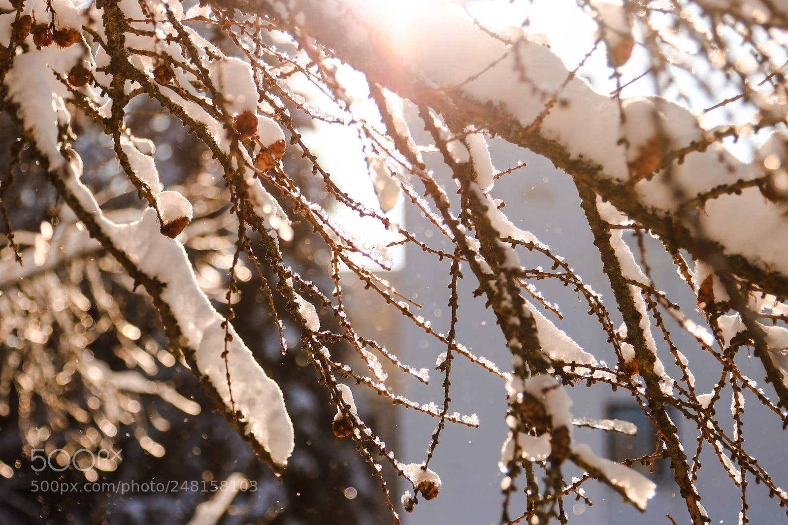 Canon EOS 760D (EOS Rebel T6s / EOS 8000D) sample photo. *** photography