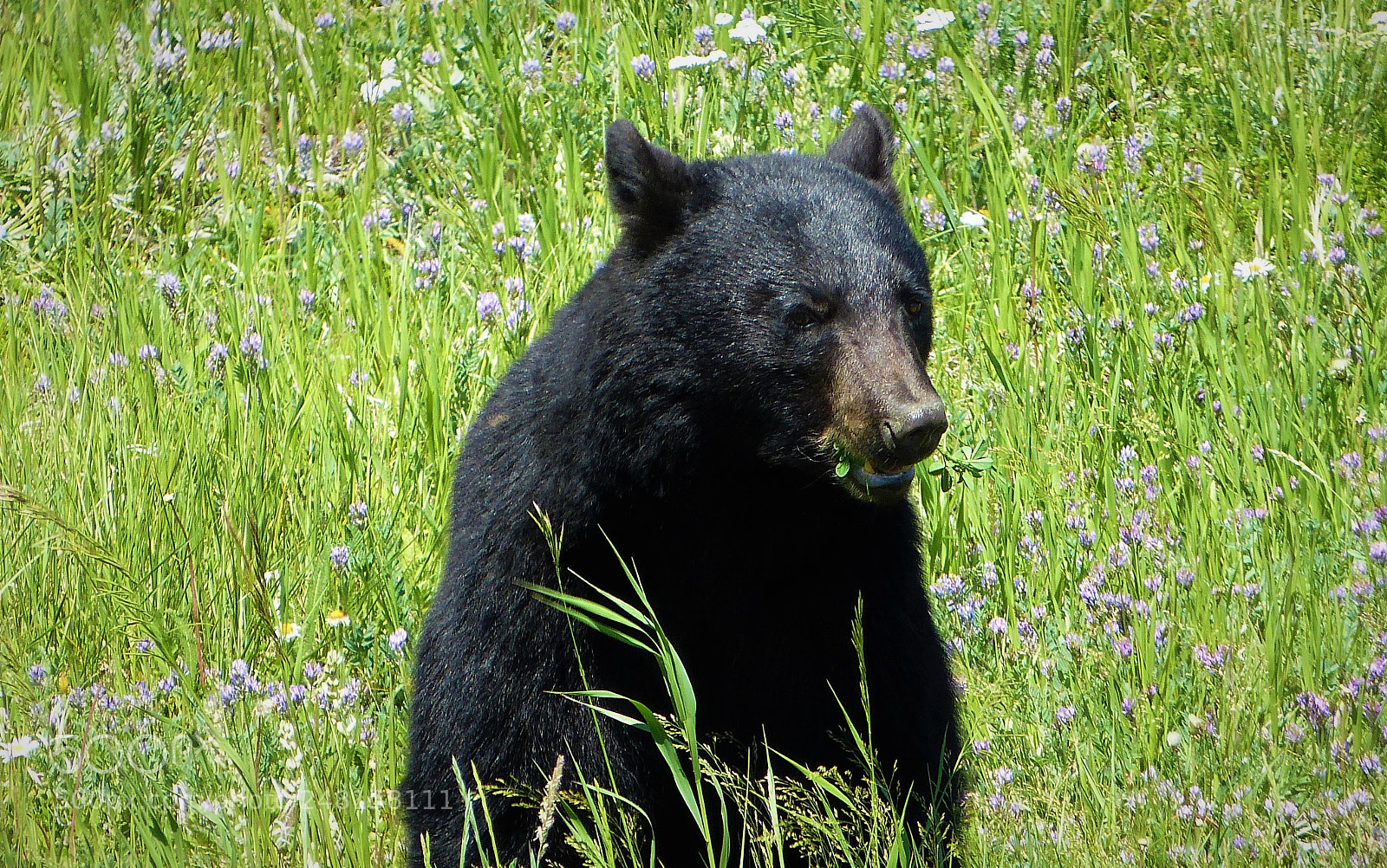 Panasonic Lumix DMC-FZ150 sample photo. A bear is eating photography