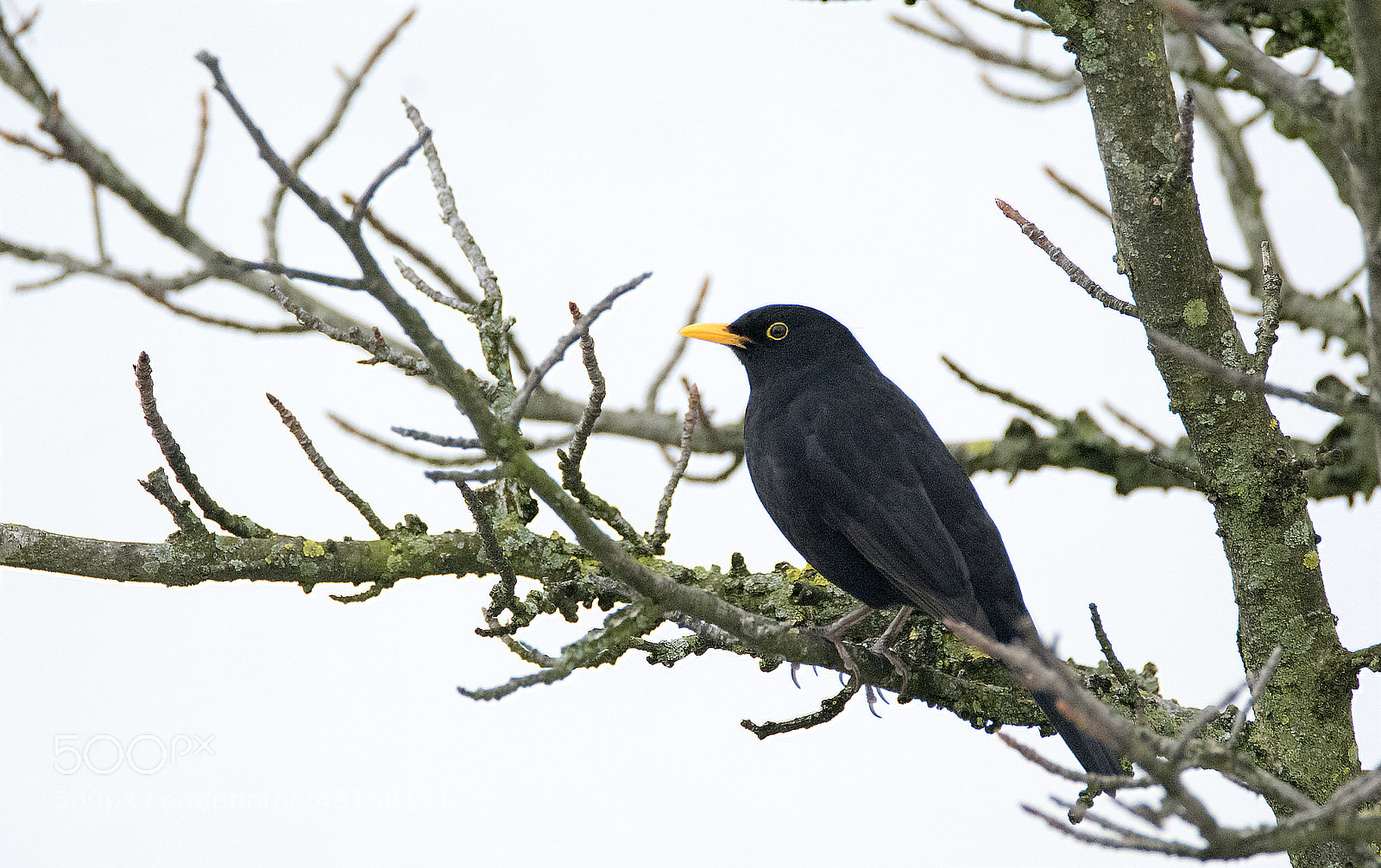 Nikon D7100 sample photo. Blackbird photography