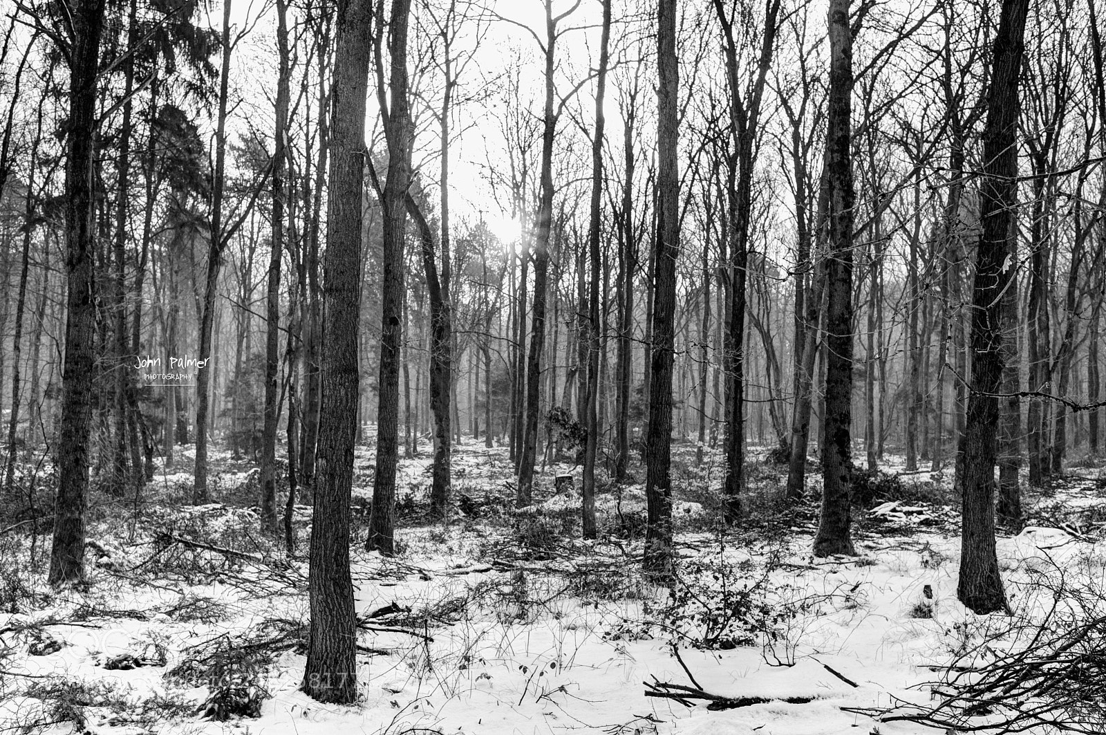 Nikon D810 sample photo. Winter woods photography