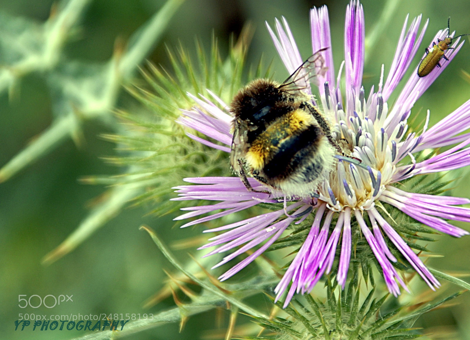 Nikon D200 sample photo. Untitled photography