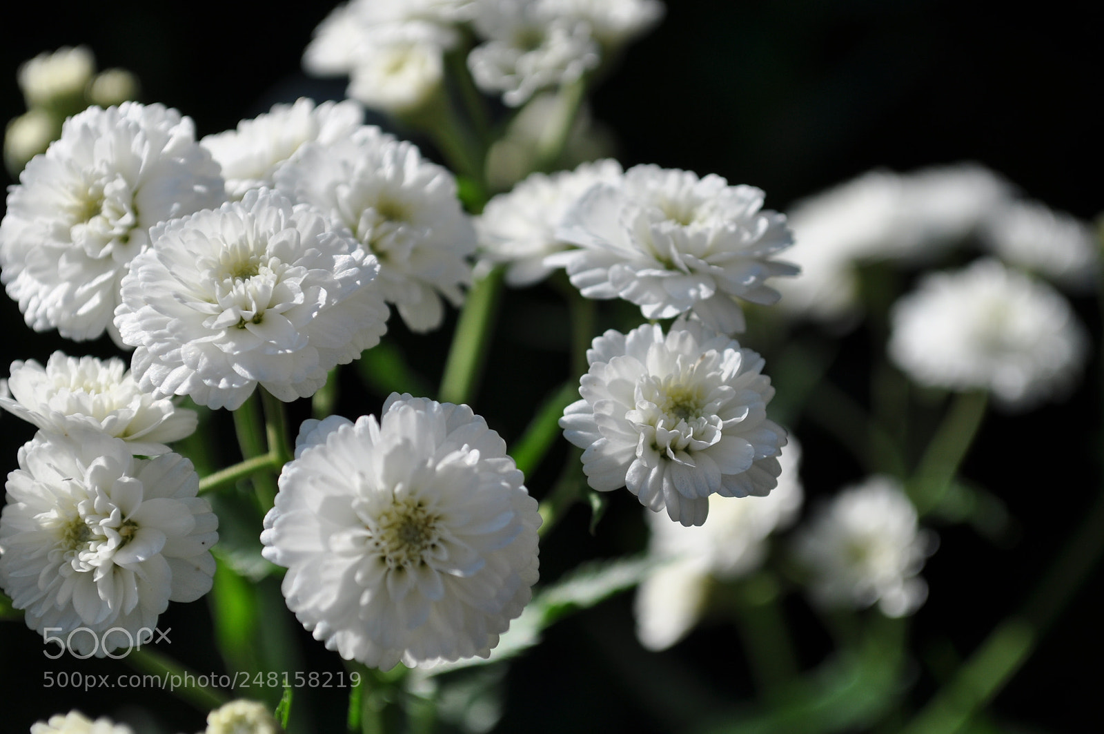Nikon D5000 sample photo. белое на черном photography