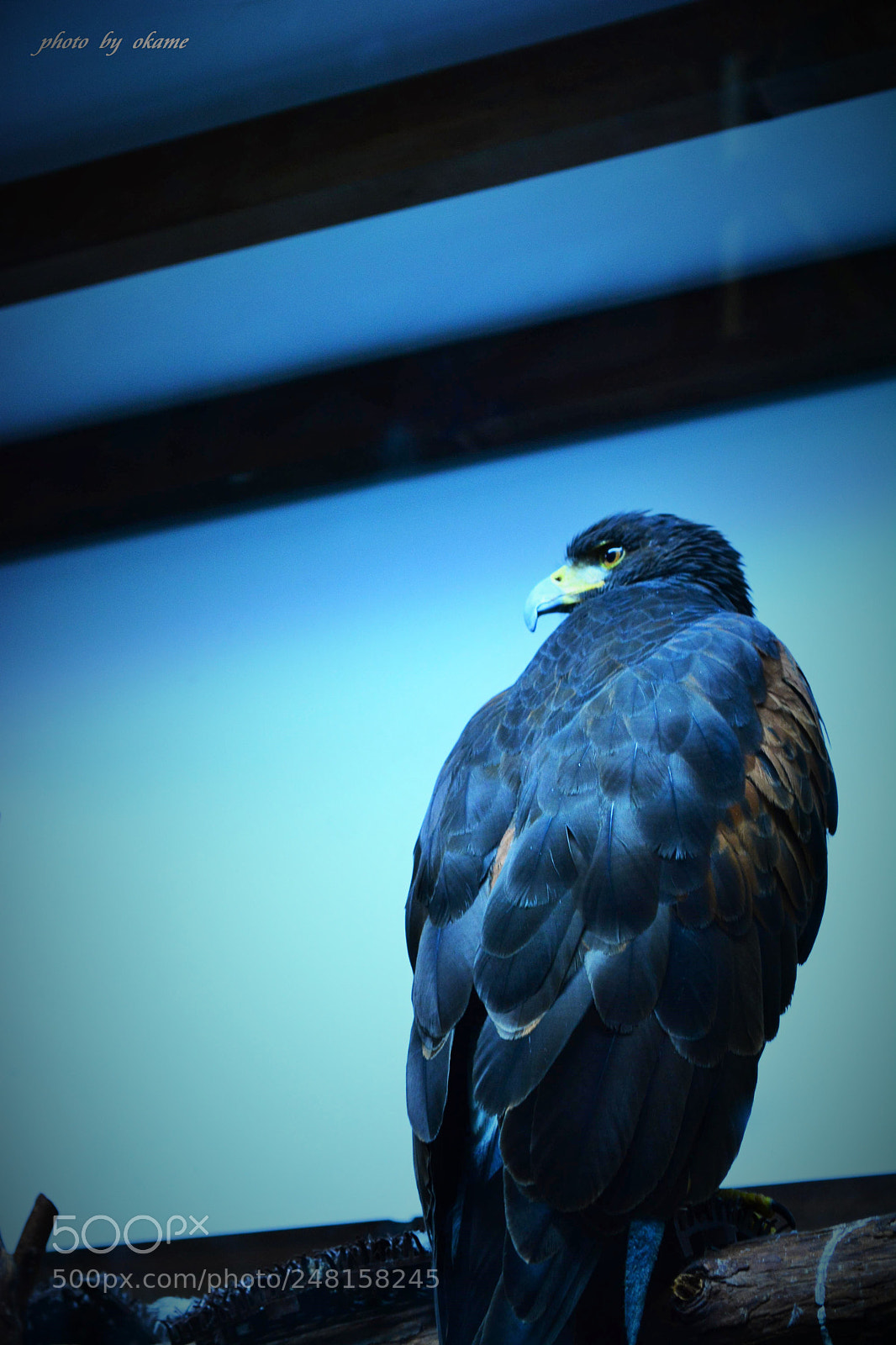 Nikon D5200 sample photo. (take aim) photography