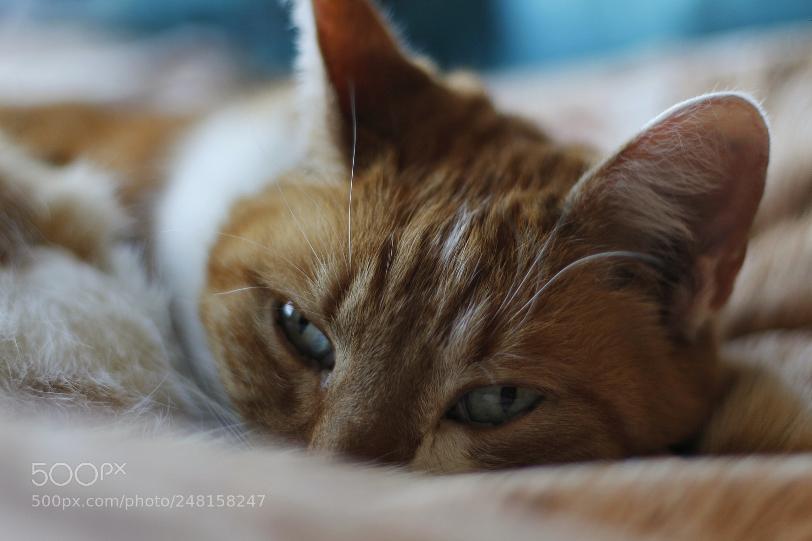 Canon EOS 700D (EOS Rebel T5i / EOS Kiss X7i) sample photo. Resting cat photography