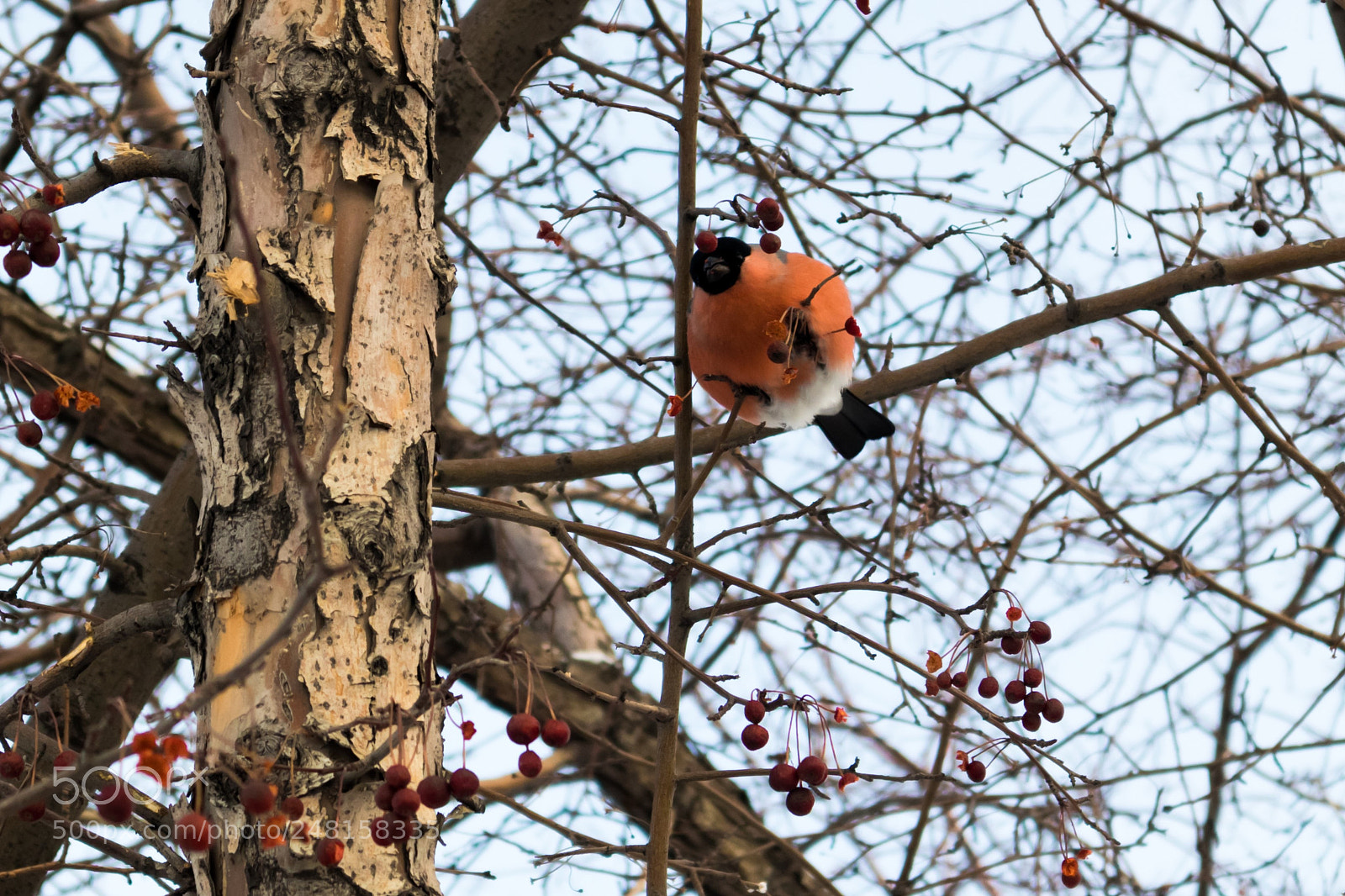 Canon EOS M6 sample photo. Снегирь / bullfinch photography