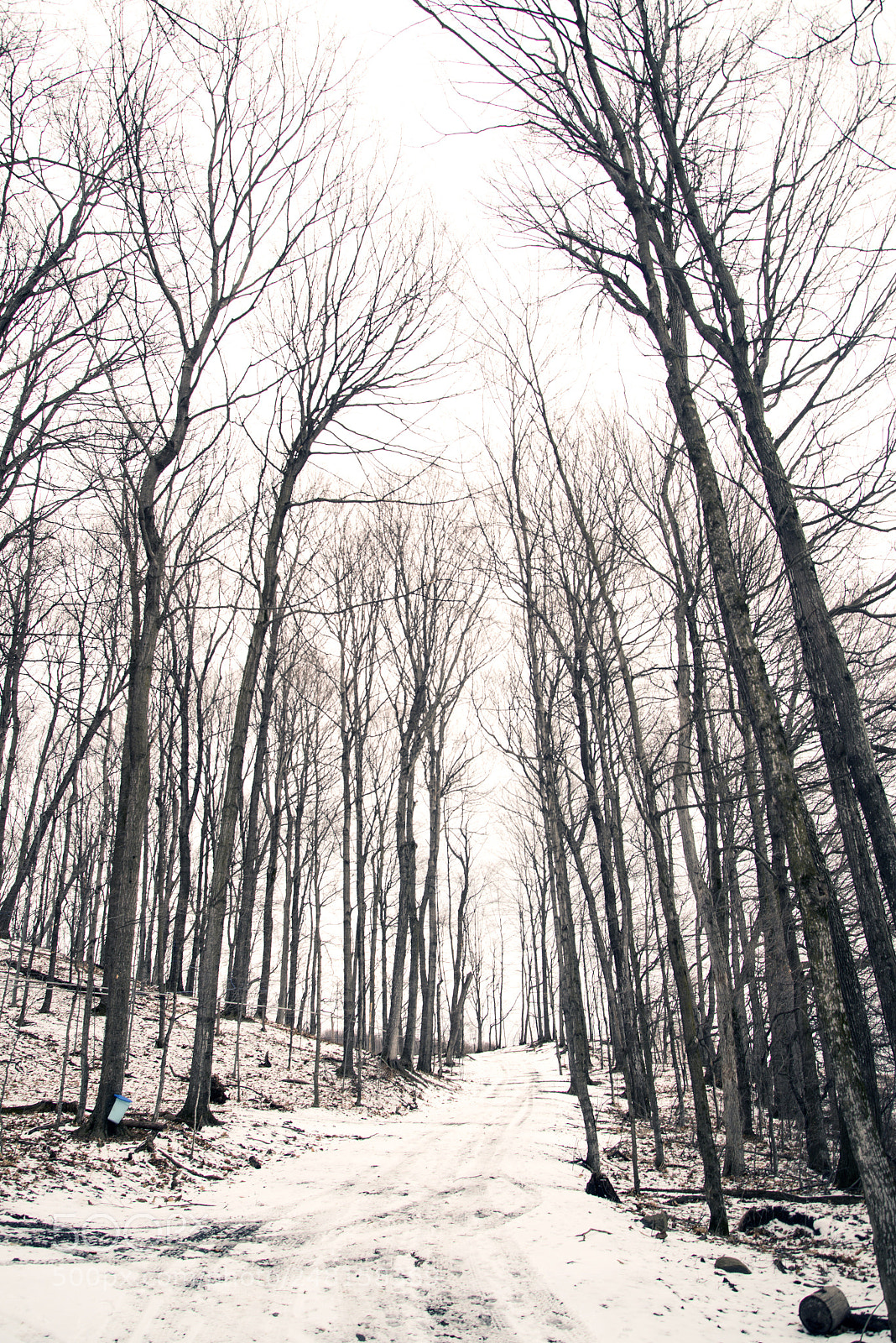 Nikon D800 sample photo. Lane at end of photography