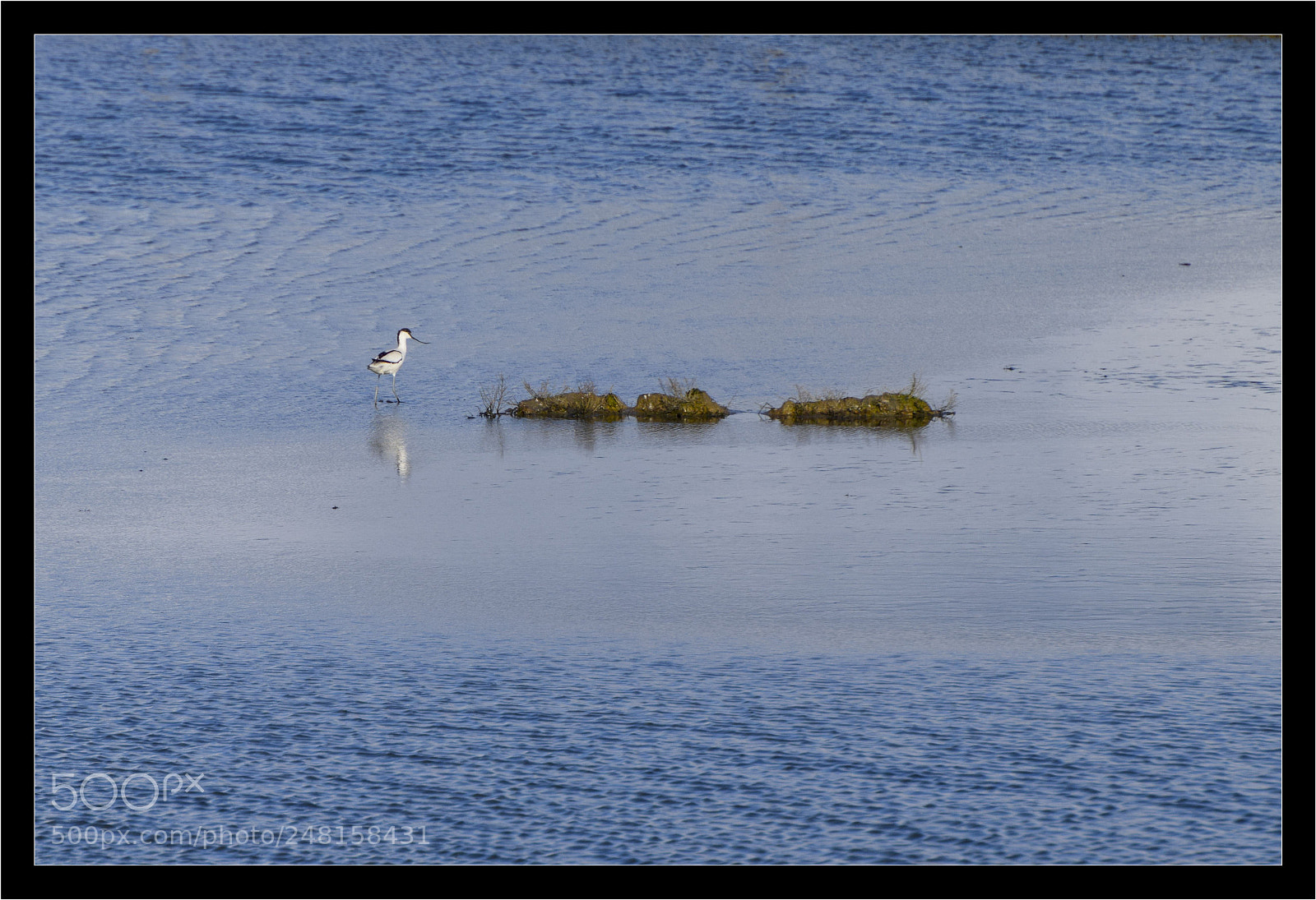 Nikon D5300 sample photo. Avocette photography
