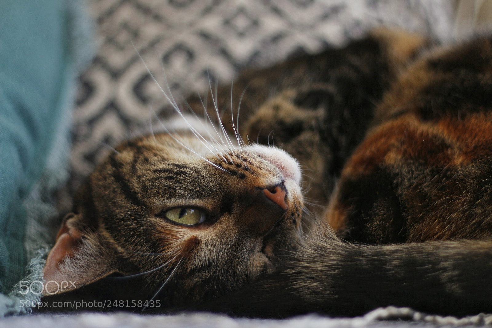 Canon EOS 700D (EOS Rebel T5i / EOS Kiss X7i) sample photo. Rolling cat photography