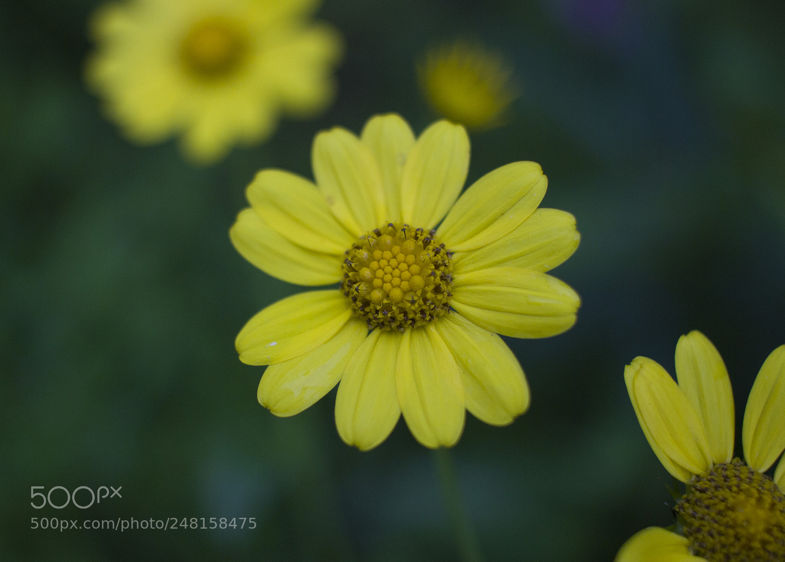 Canon EOS 600D (Rebel EOS T3i / EOS Kiss X5) sample photo. Beautiful yellow photography