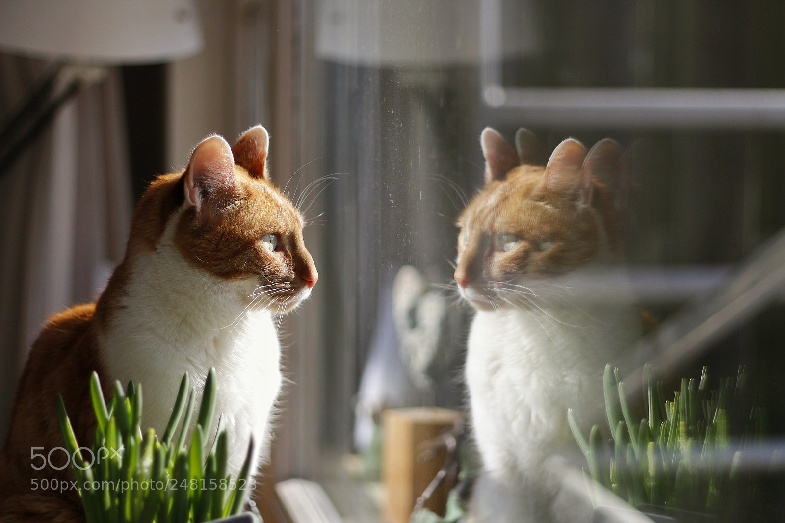 Canon EOS 700D (EOS Rebel T5i / EOS Kiss X7i) sample photo. Keep looking ahead photography