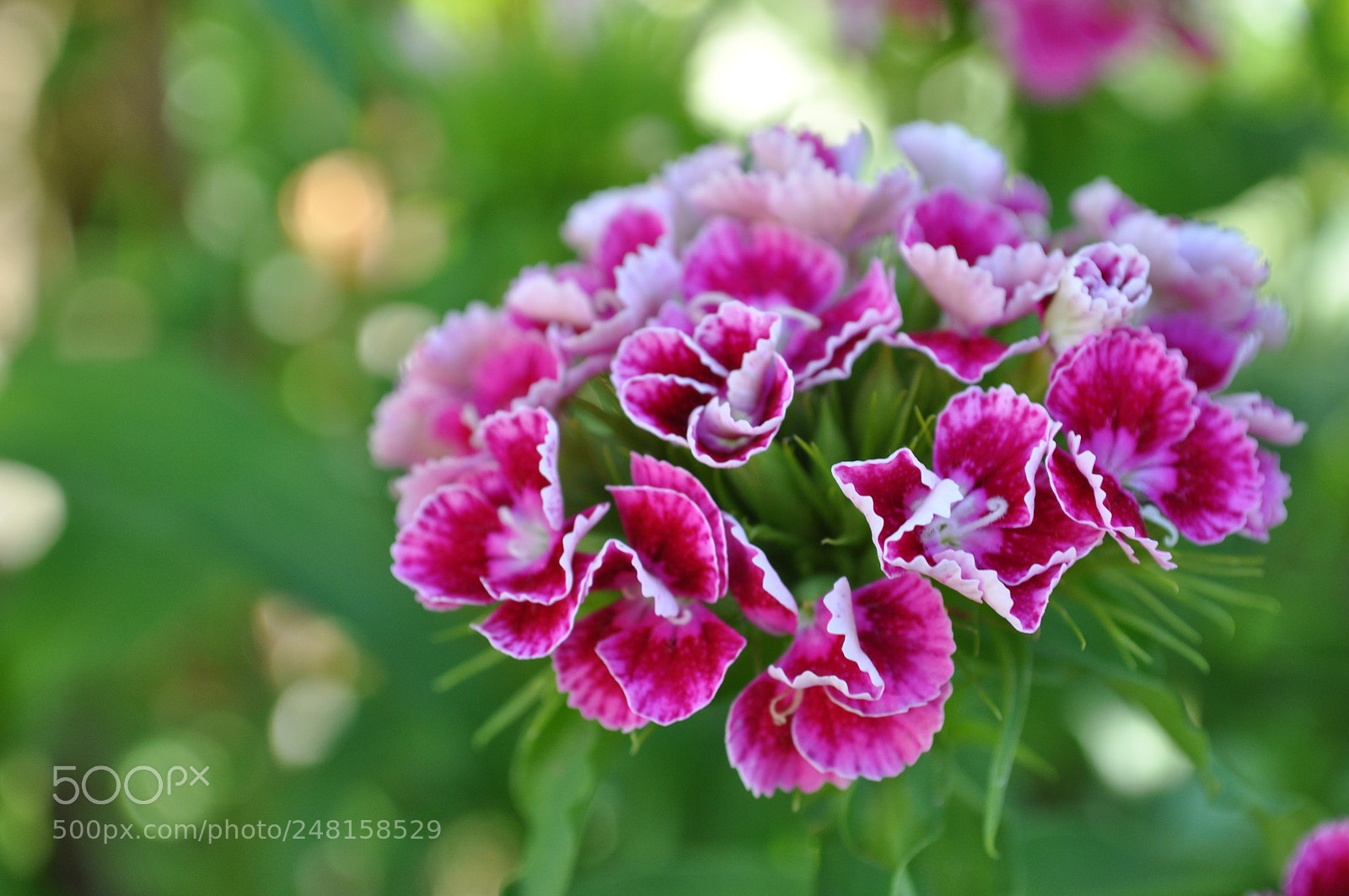Nikon D5000 sample photo. китайская гвоздика photography
