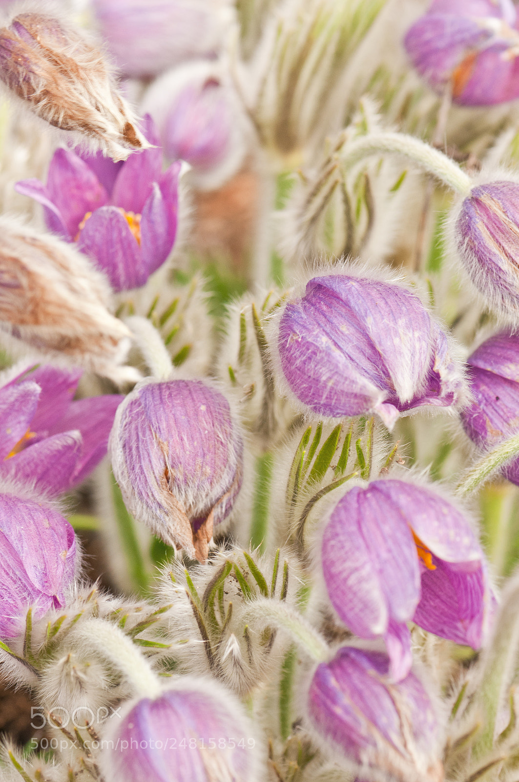 Nikon D300 sample photo. Pasque flowers close up. photography