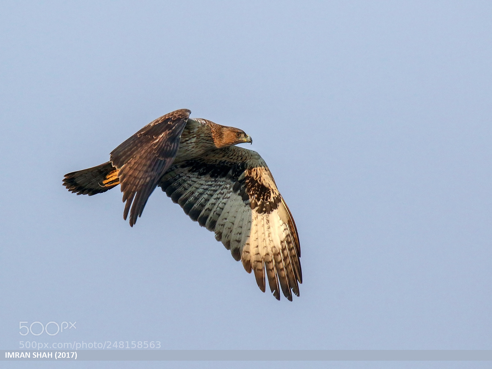 Canon EOS 7D Mark II sample photo. Bonelli's eagle (aquila fasciata) photography