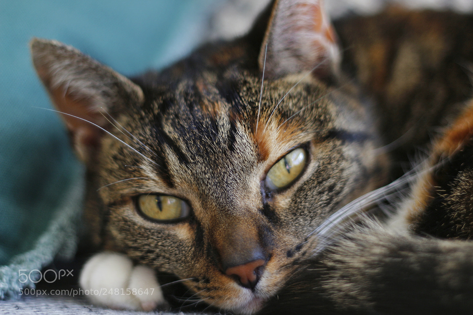 Canon EOS 700D (EOS Rebel T5i / EOS Kiss X7i) sample photo. Tiger look photography