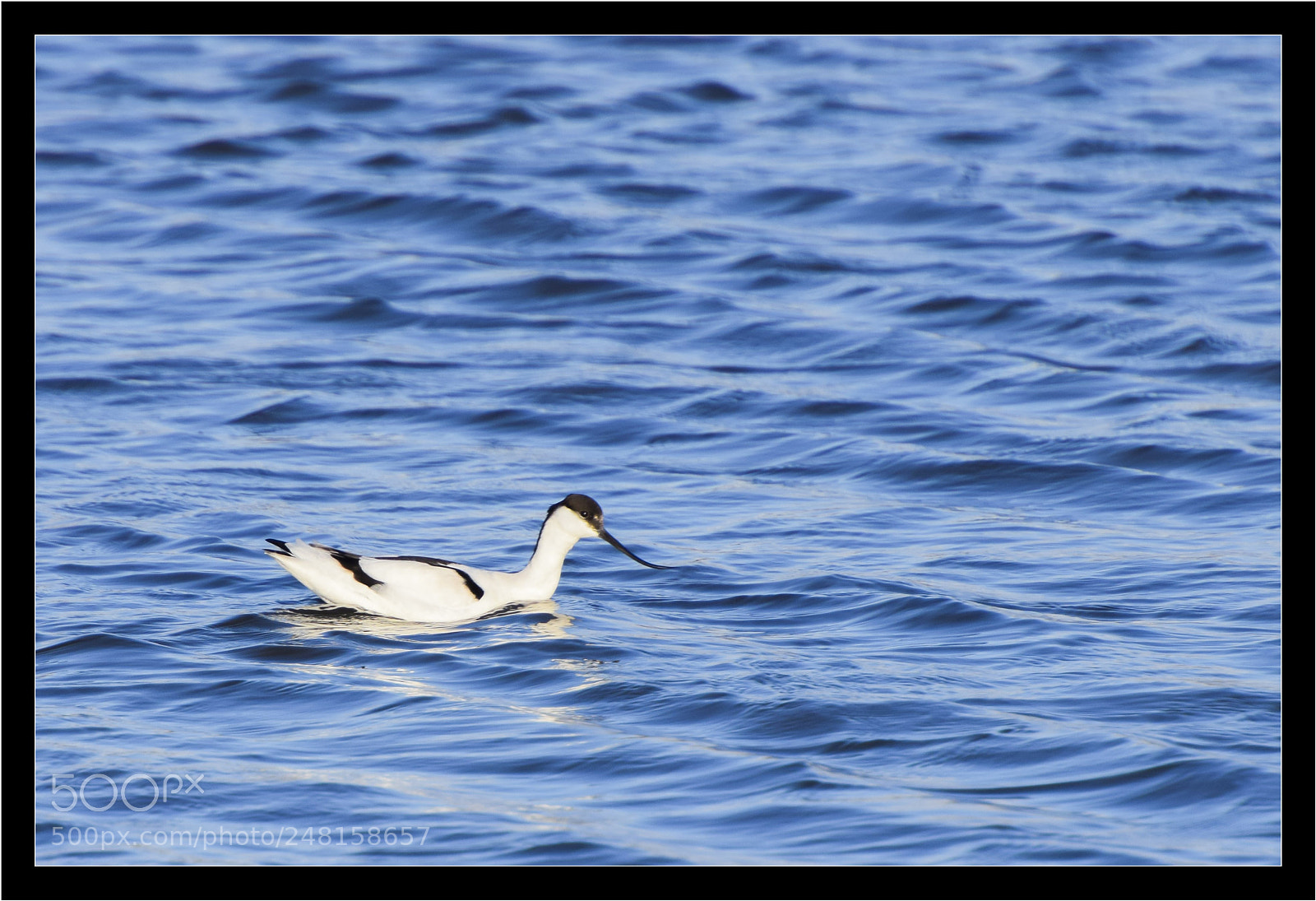 Nikon D5300 sample photo. Avocette photography