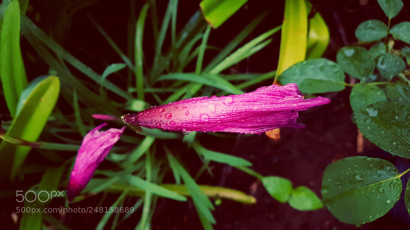 Samsung Galaxy S7 Edge sample photo. Rain drops photography