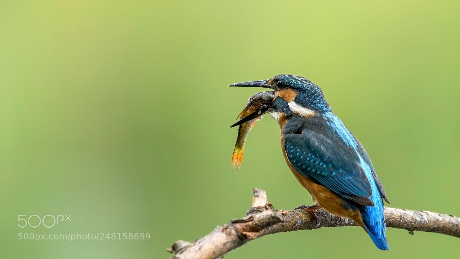 Nikon D500 sample photo. Kingfisher photography