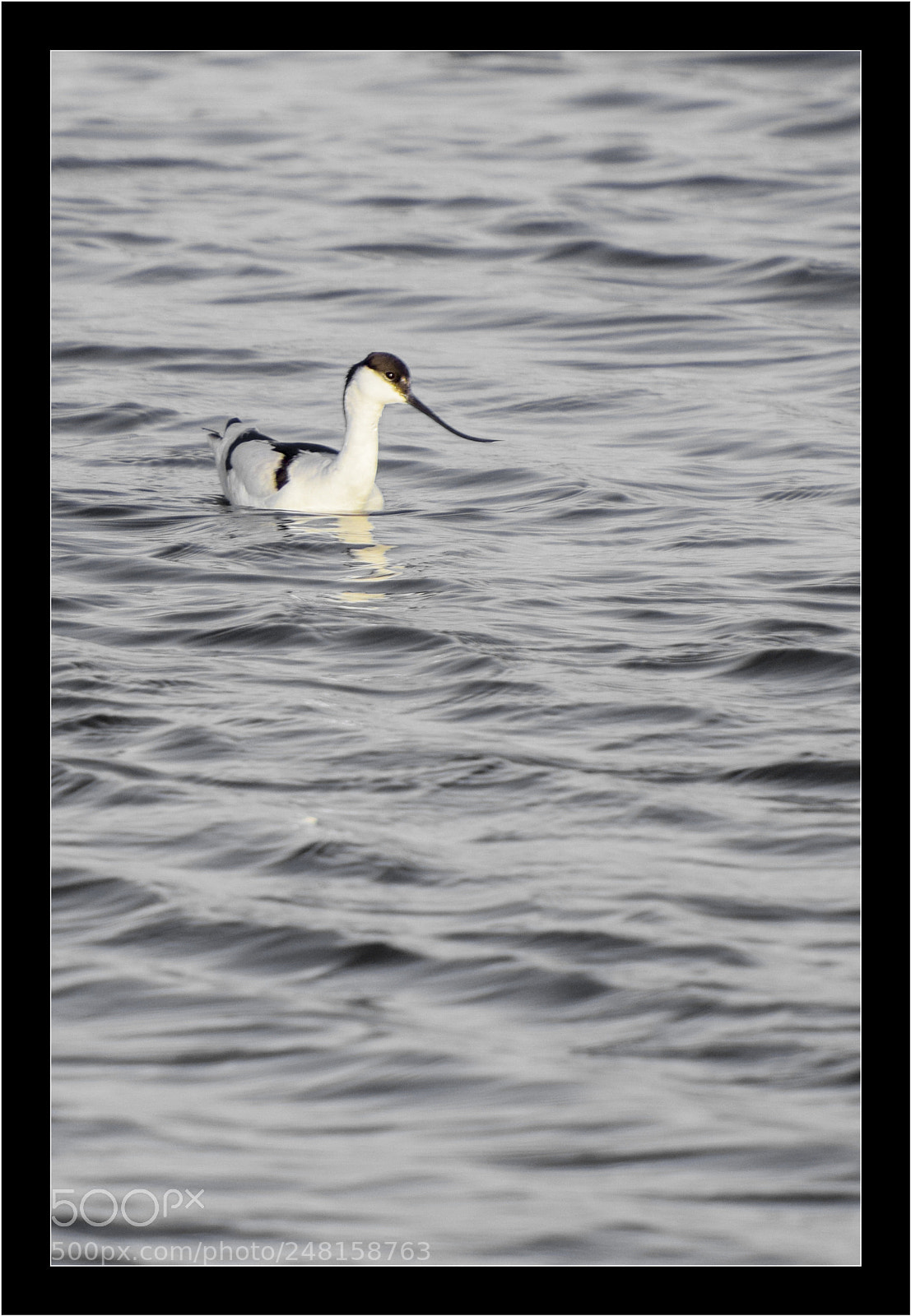 Nikon D5300 sample photo. Avocette photography