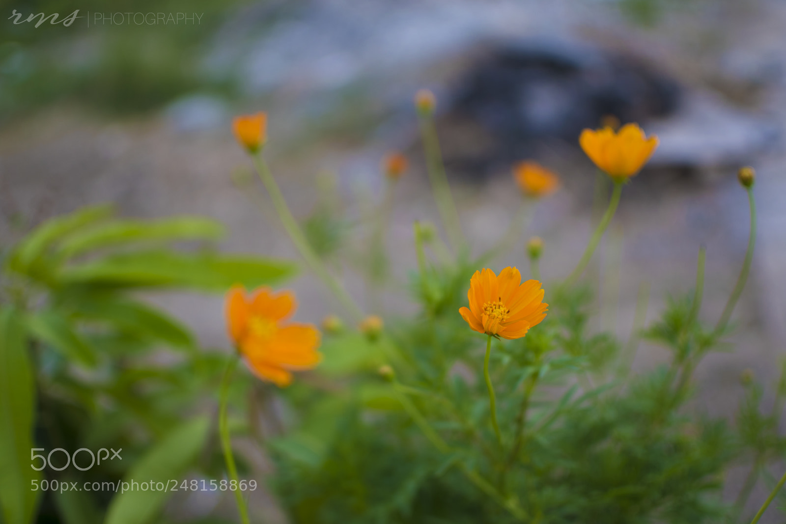 Nikon D5600 sample photo. Orange blossom photography