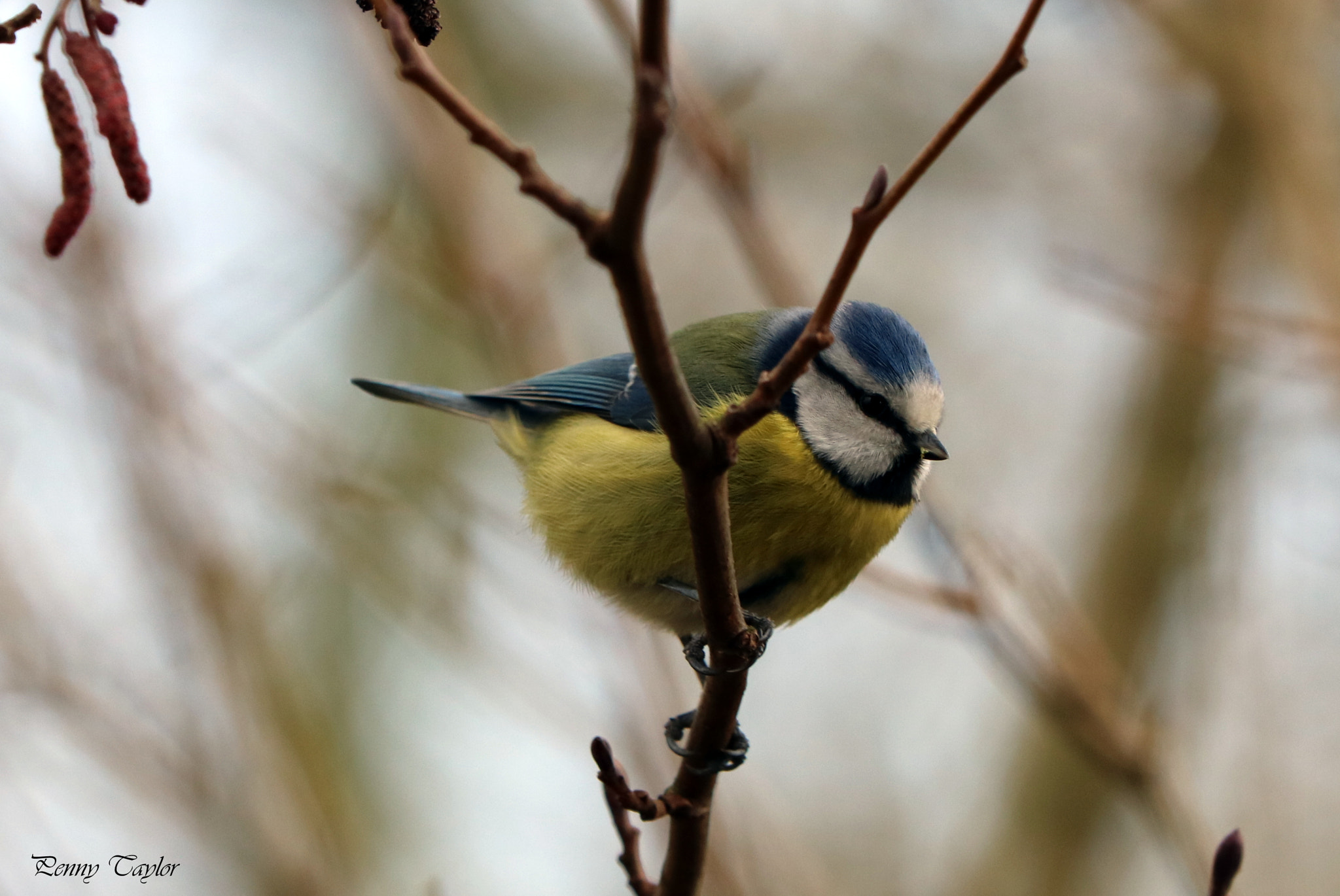 Canon EF 70-300 F4-5.6 IS II USM sample photo. Bluetit photography