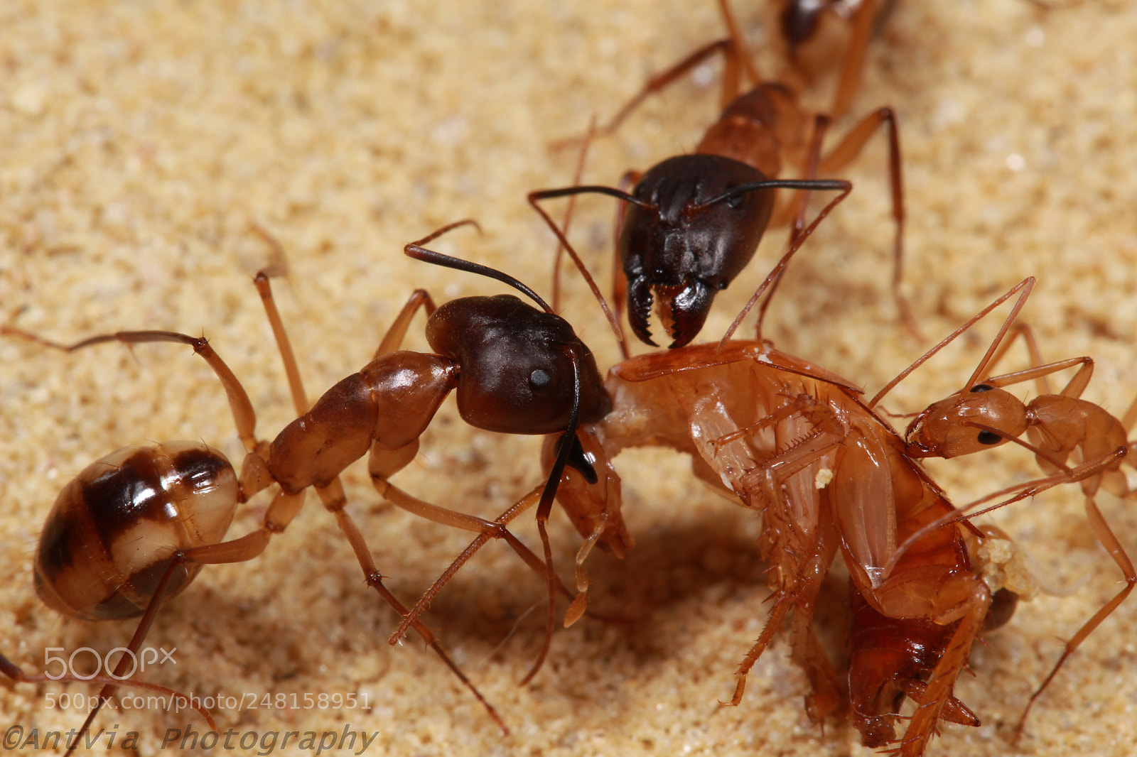 Canon EF-S 60mm F2.8 Macro USM sample photo. Camponotus maculatus photography