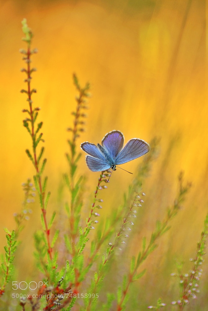 Canon EOS 700D (EOS Rebel T5i / EOS Kiss X7i) sample photo. Abends in der heide photography
