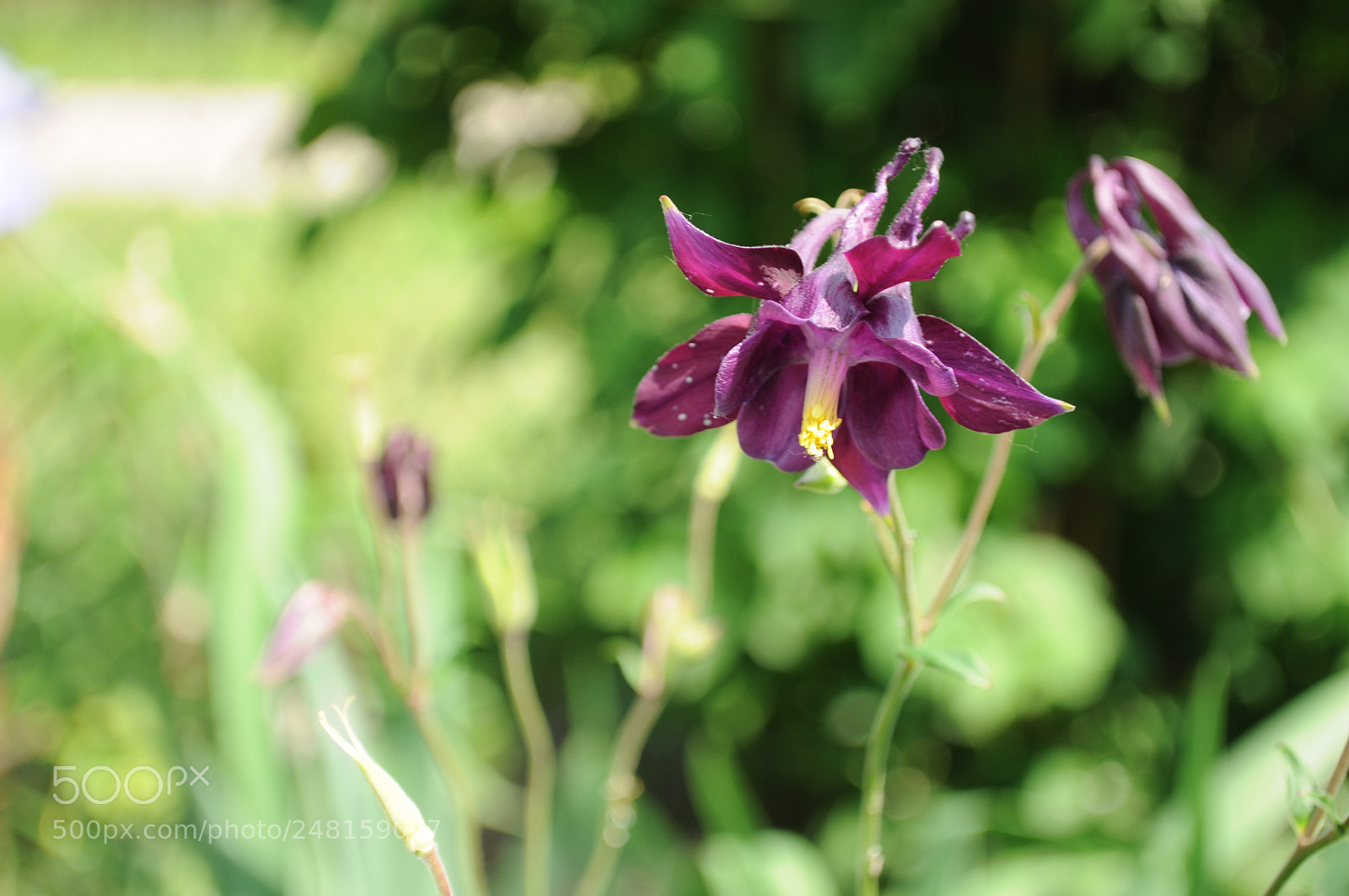 Nikon D5000 sample photo. водосборник photography