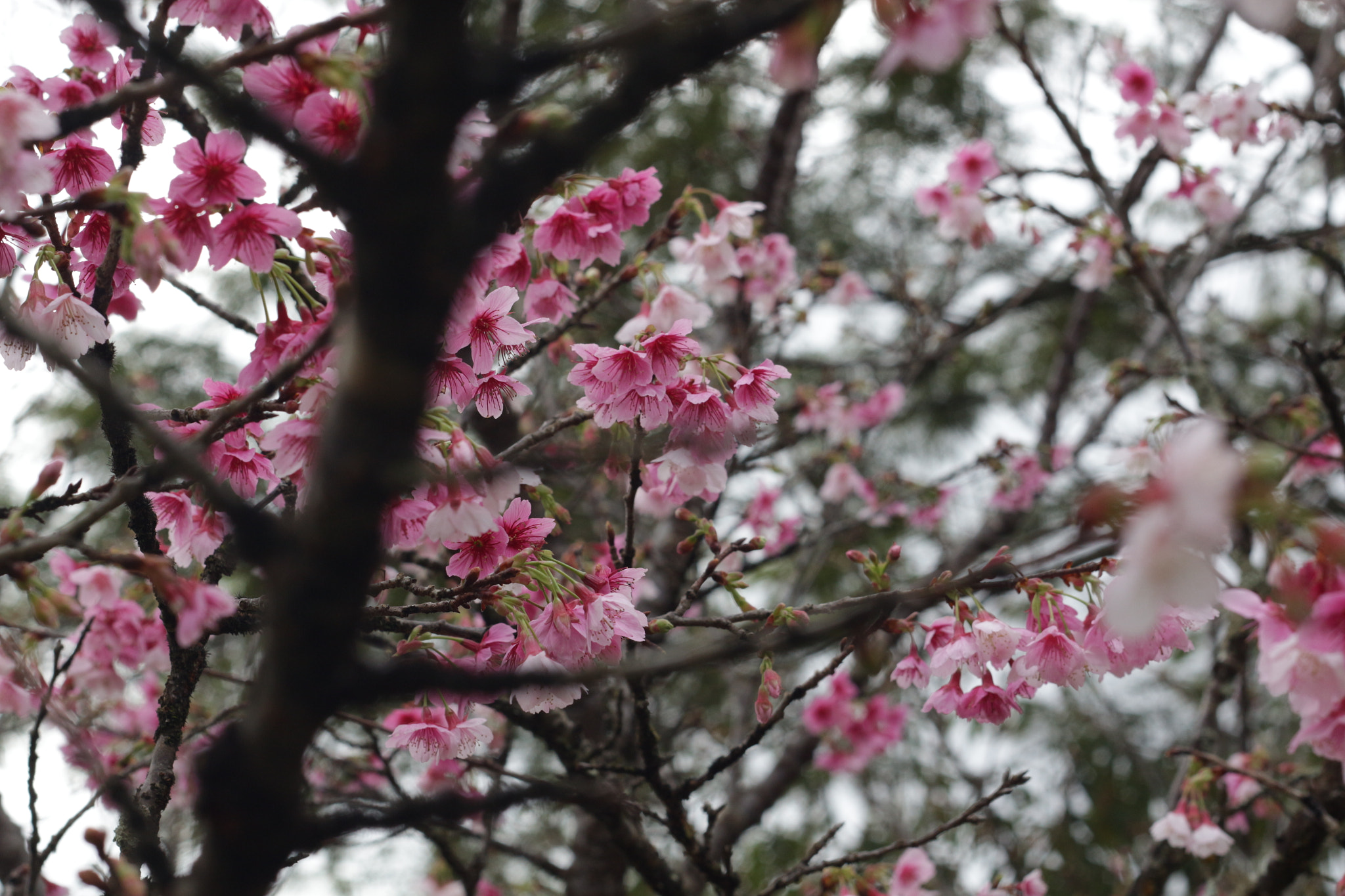 Canon EF 50mm f/1.8 sample photo. Sakuras de são roque photography