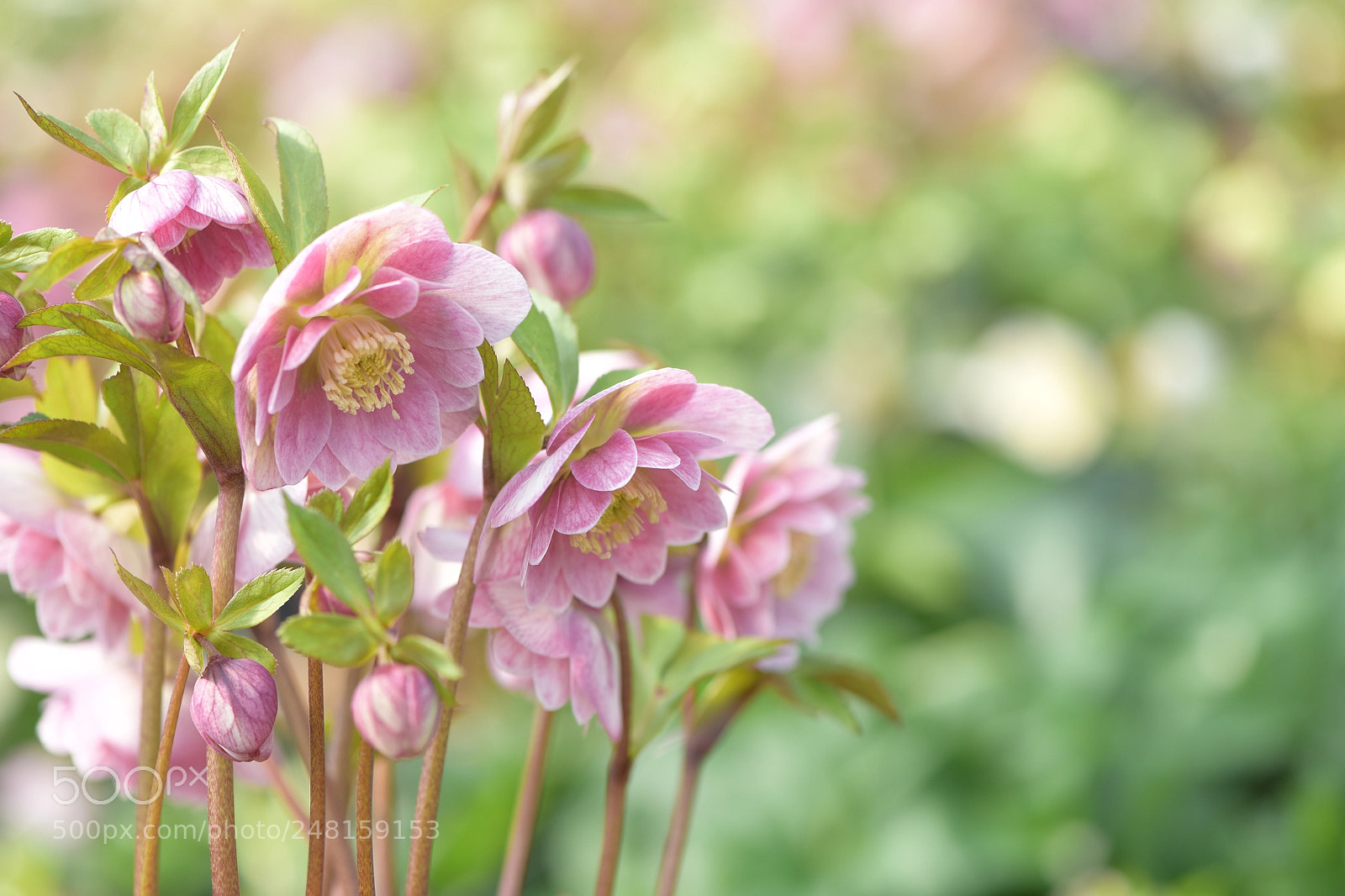 Nikon D810 sample photo. Helleborus photography