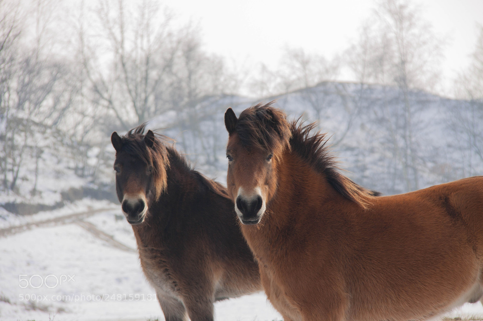 Canon EOS 50D sample photo. Wild horses photography