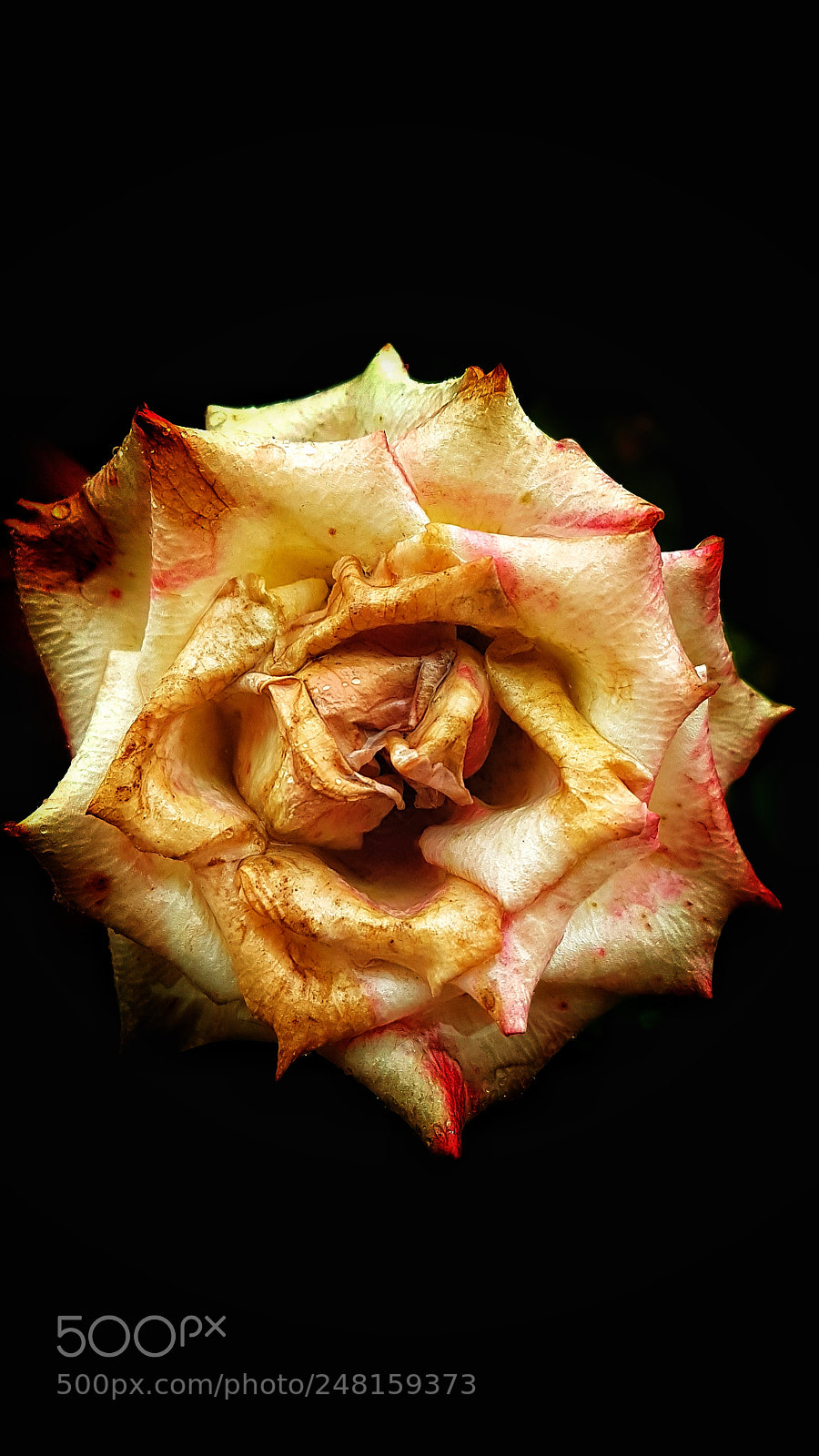 Samsung Galaxy S7 Edge sample photo. Golden rose photography