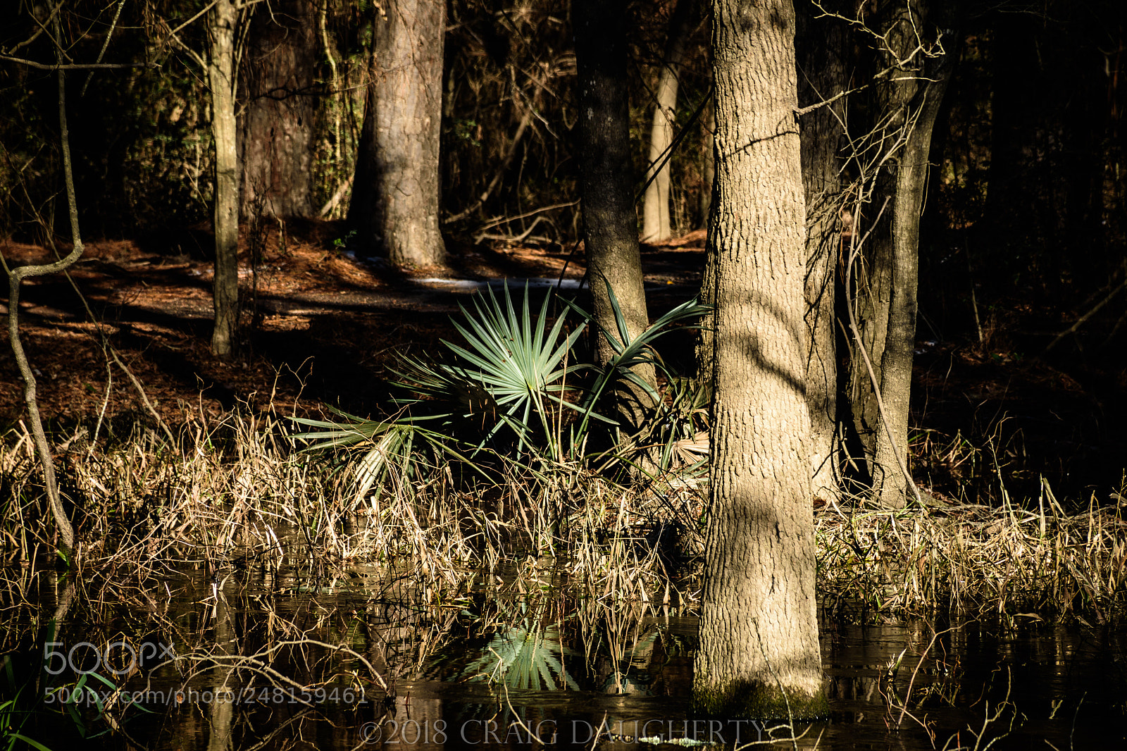 Nikon D7200 sample photo. Mercer botanic garden photography
