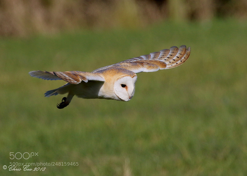 Canon EOS 7D Mark II sample photo. Silent hunter photography