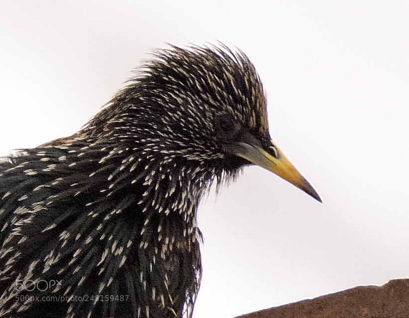 Nikon D7100 sample photo. Starling (particular) photography