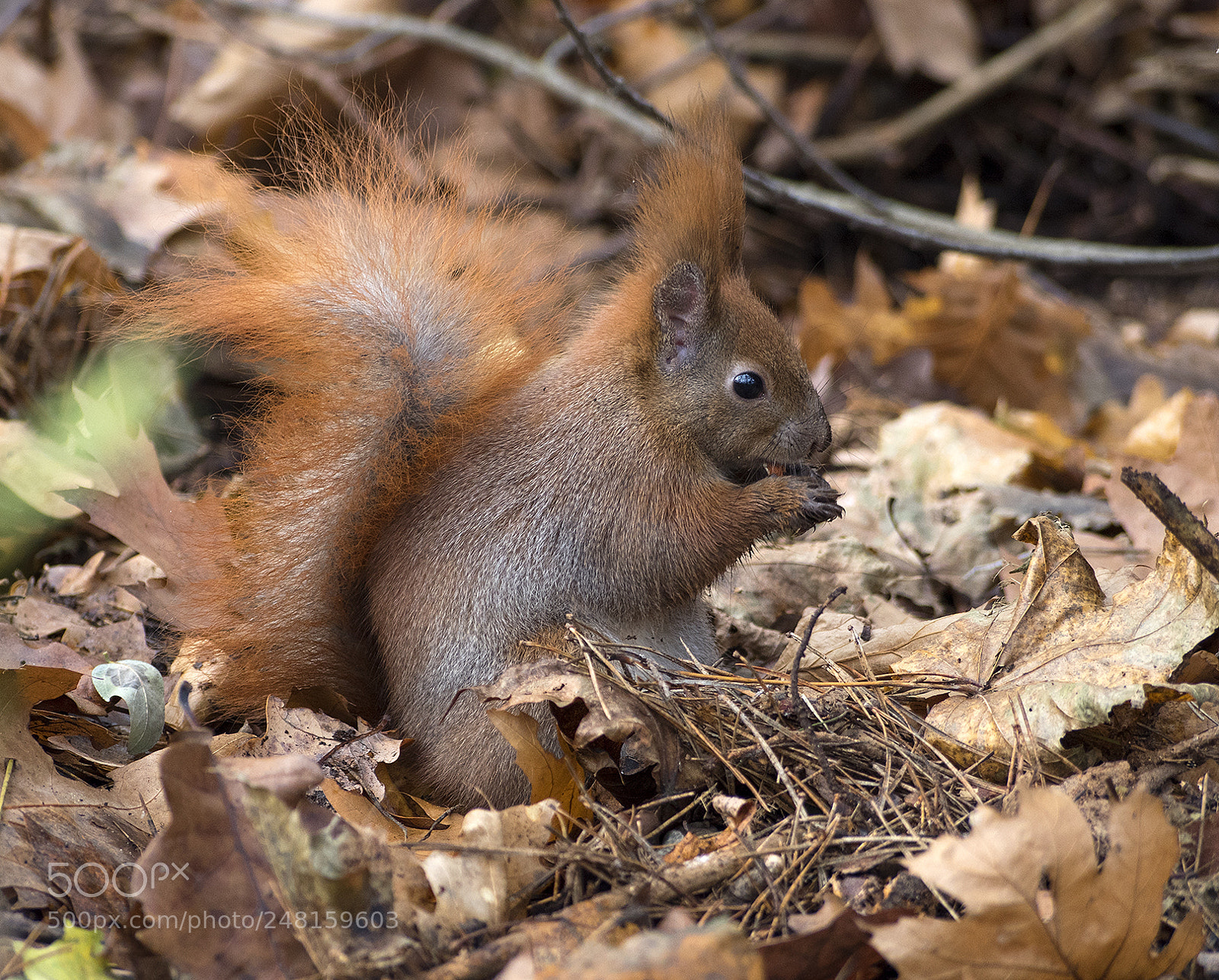 Olympus OM-D E-M5 II sample photo. Simply red photography