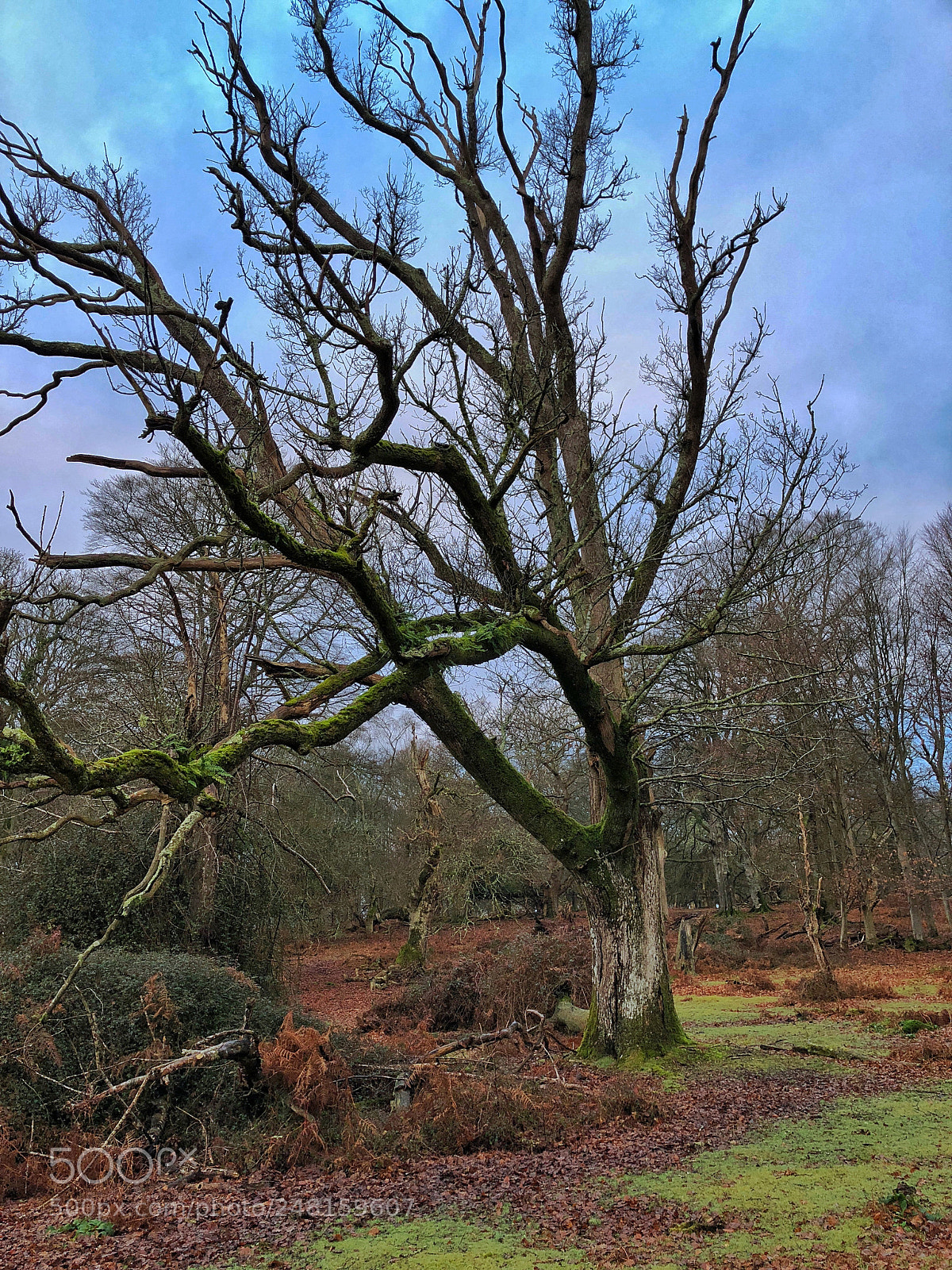 Apple iPhone 8 Plus sample photo. The new forest photography