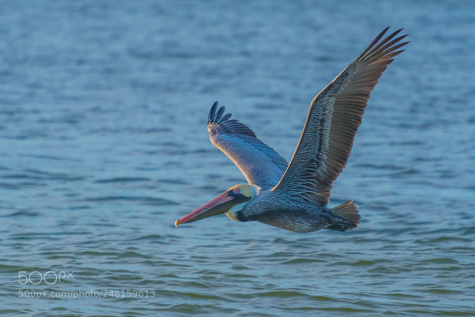 Nikon D500 sample photo. Pelican in flight photography