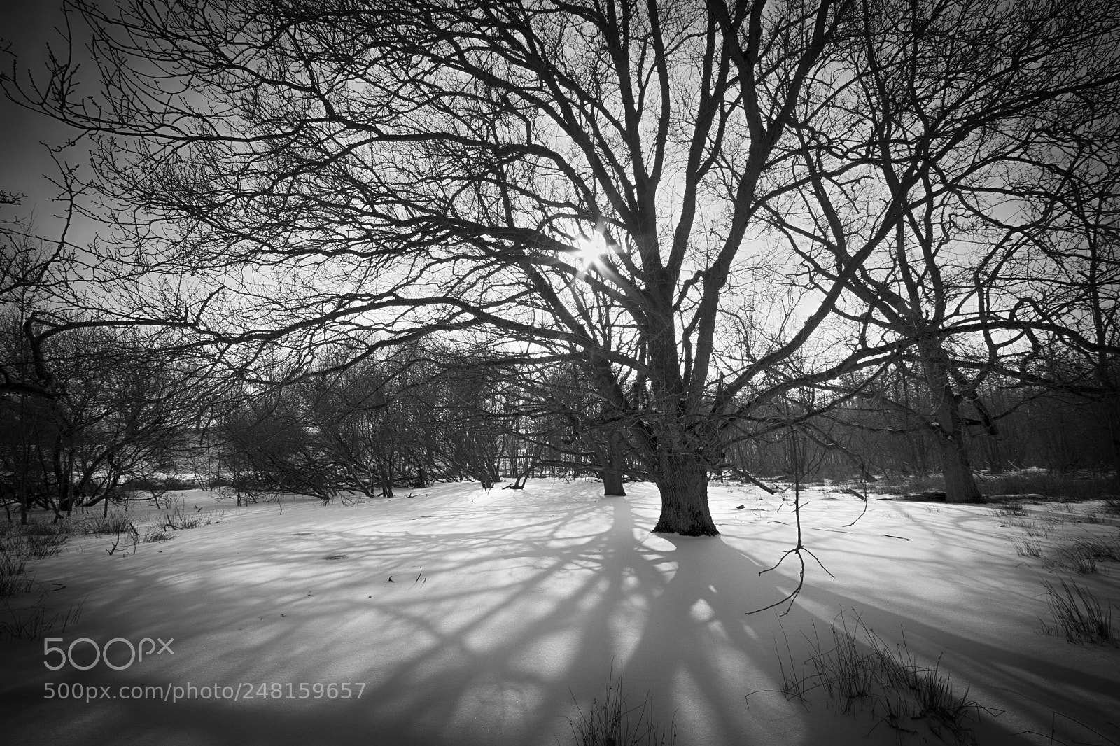 Canon EOS 50D sample photo. Tree an shadow photography