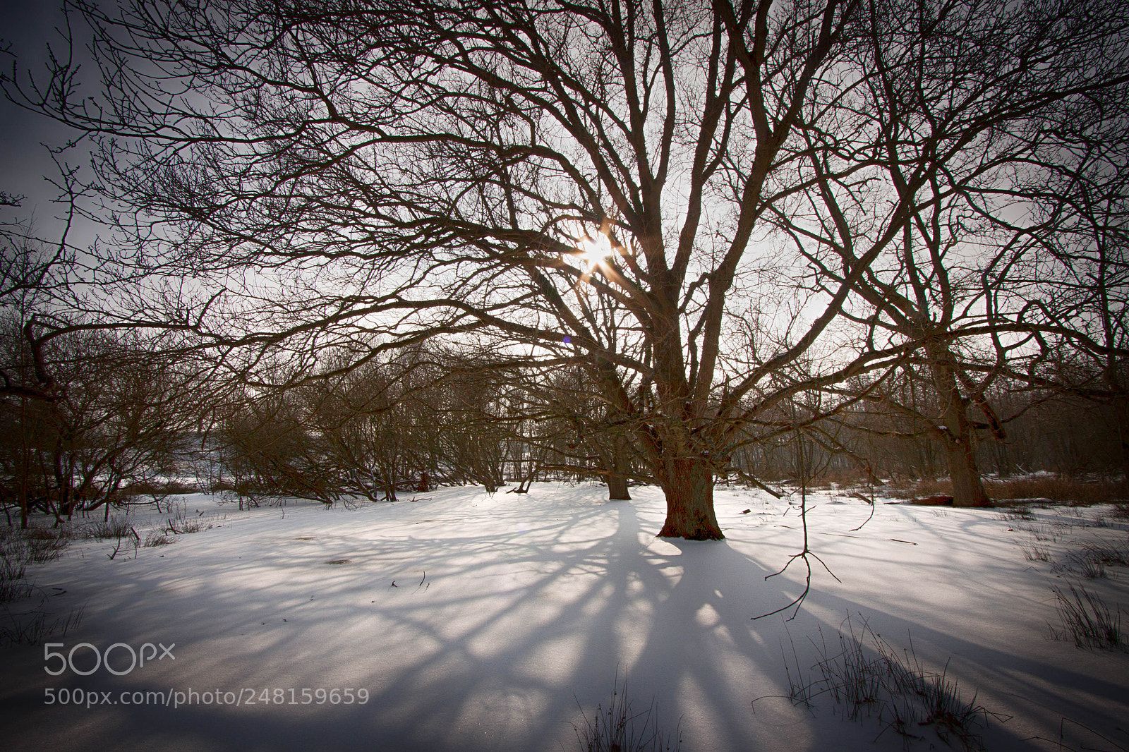 Canon EOS 50D sample photo. Tree and shadow photography