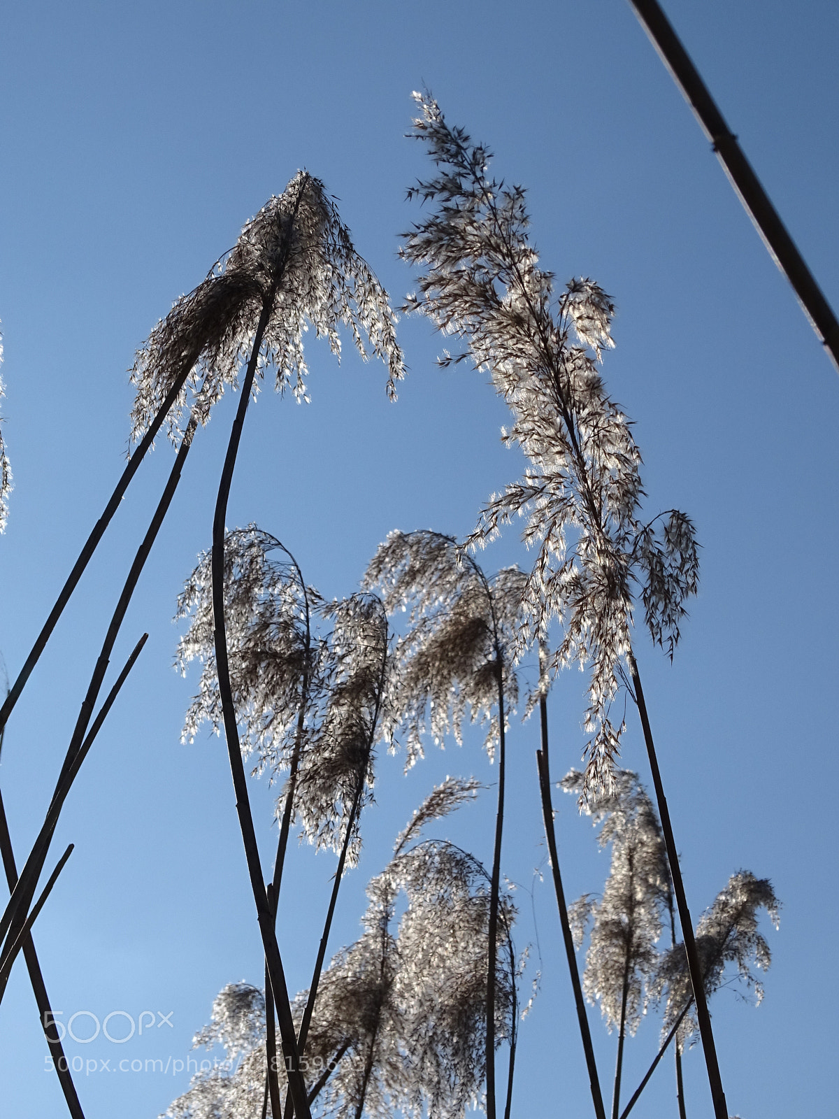 Sony Cyber-shot DSC-HX400V sample photo. Fang das licht photography