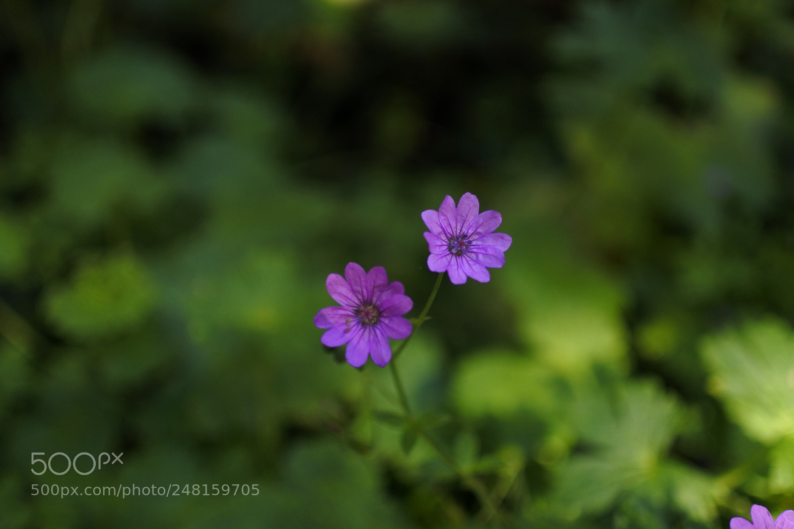 Nikon 1 J5 sample photo. Purple flower photography