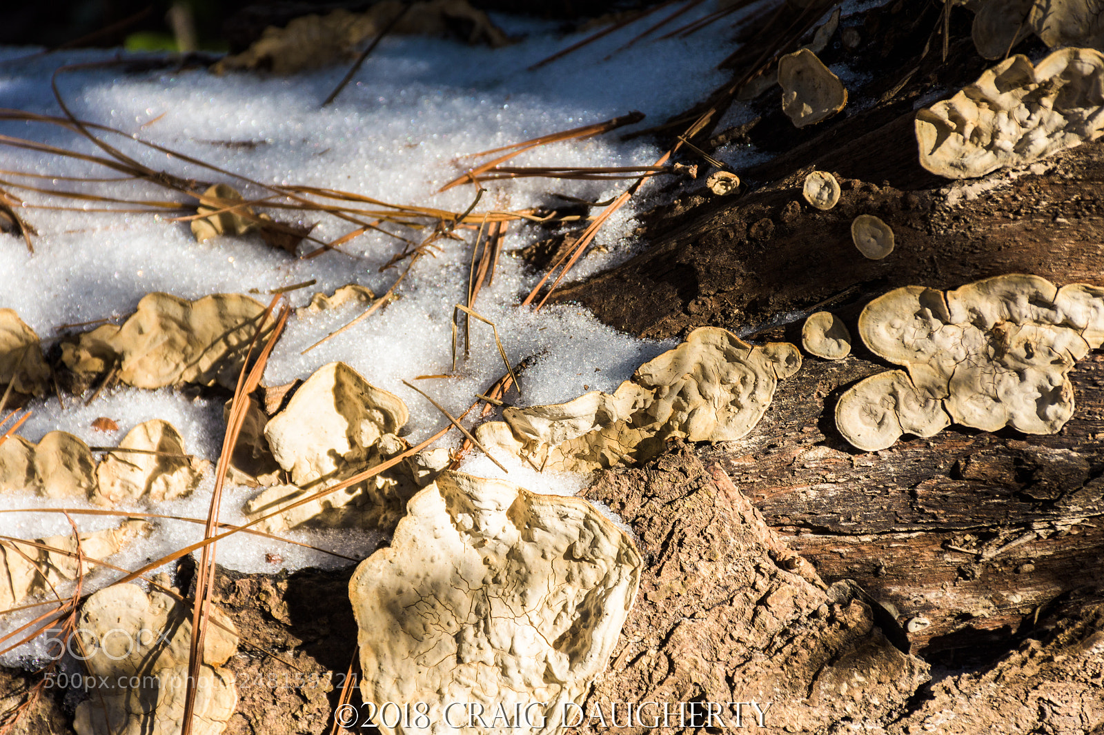 Nikon D7200 sample photo. Mercer botanic garden photography