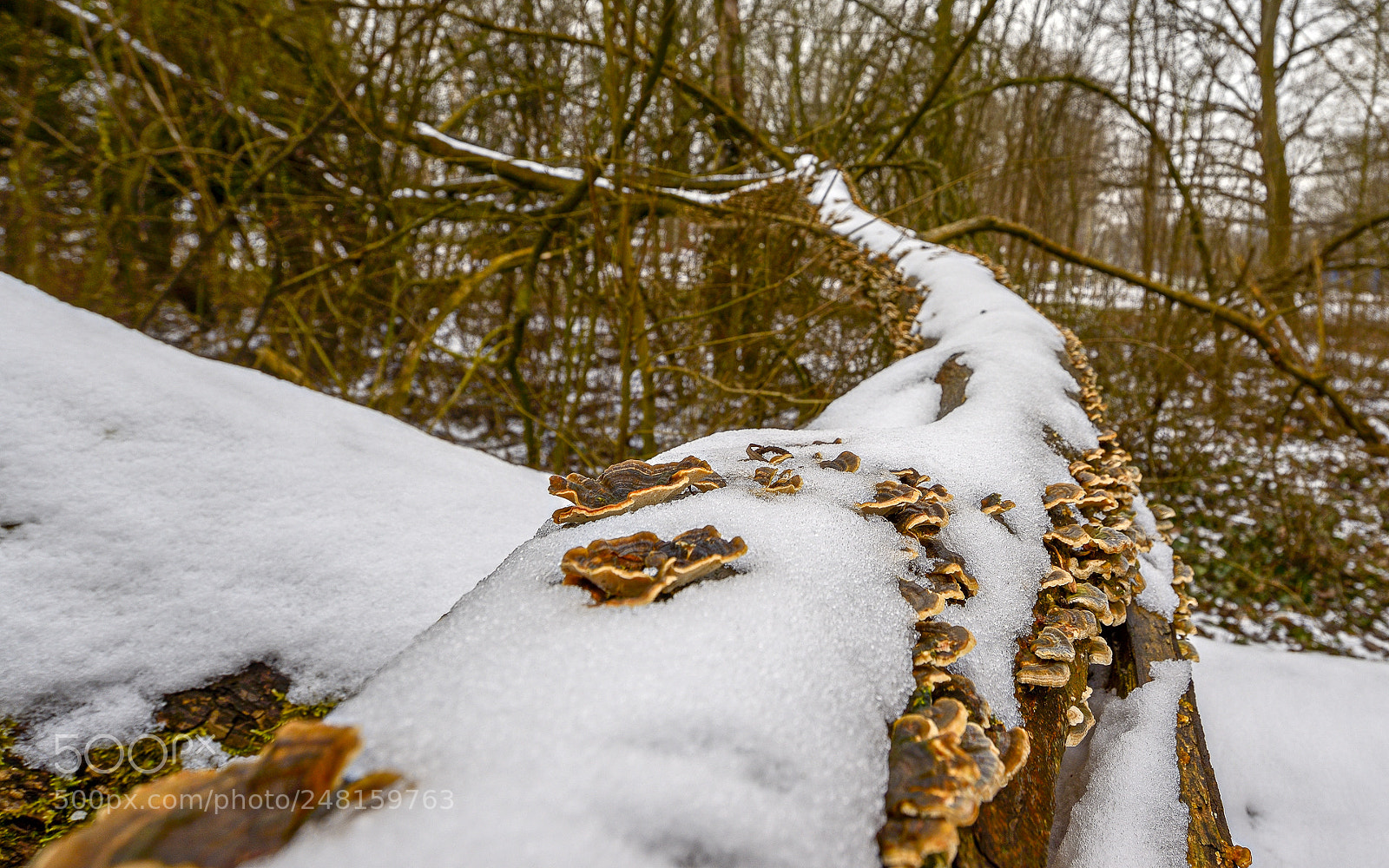 Nikon D800 sample photo. Hungry mushrooms photography