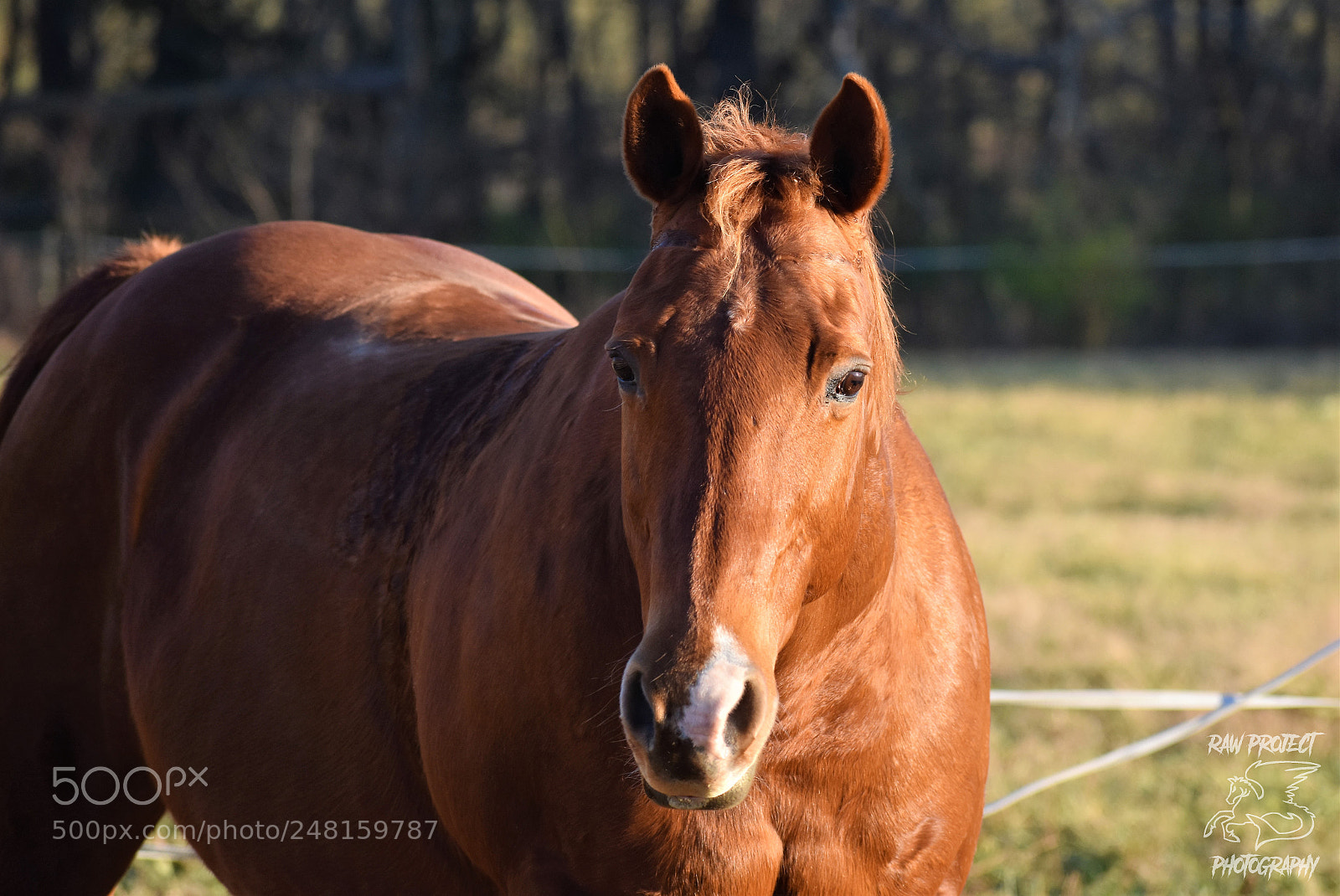 Nikon D3400 sample photo. () copy photography