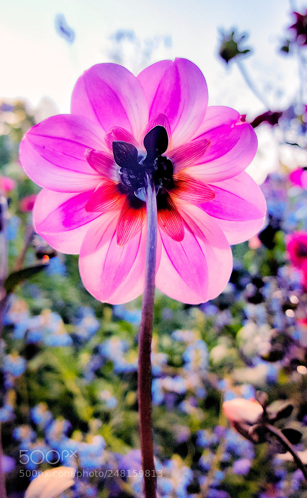 Samsung Galaxy S6 sample photo. Pink photography