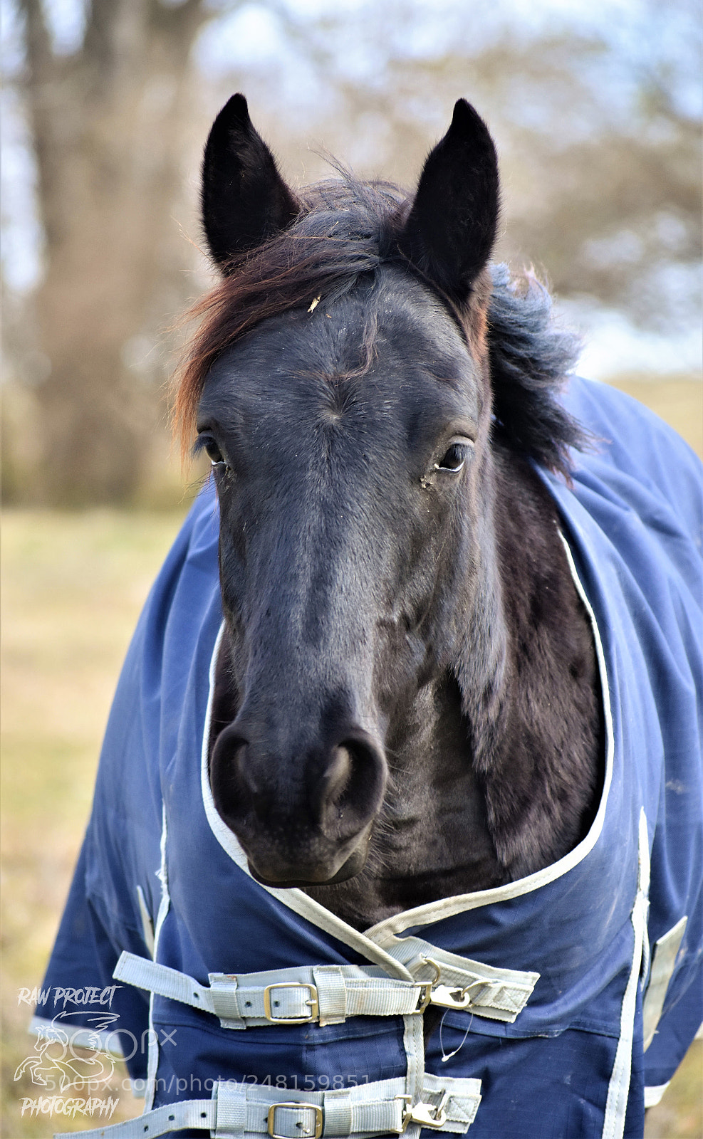 Nikon D3400 sample photo. Copy photography