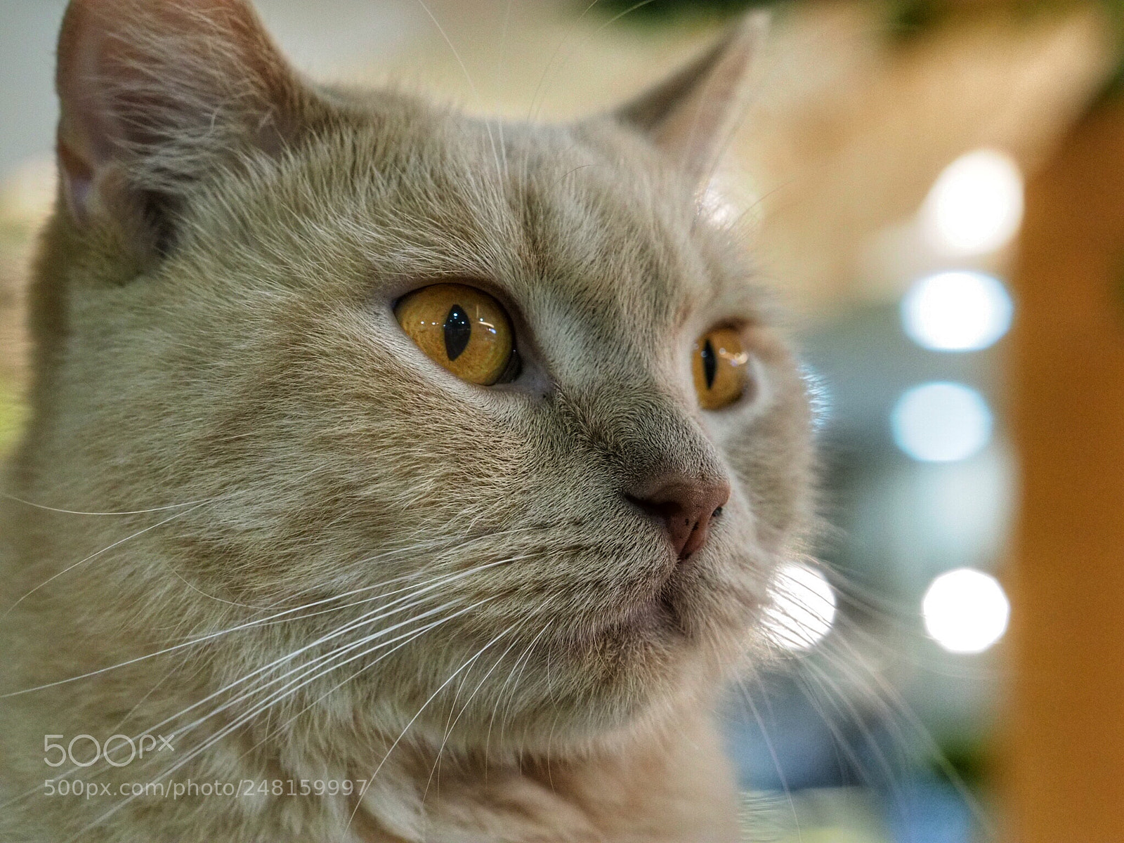 Olympus OM-D E-M1 Mark II sample photo. Untitled photography