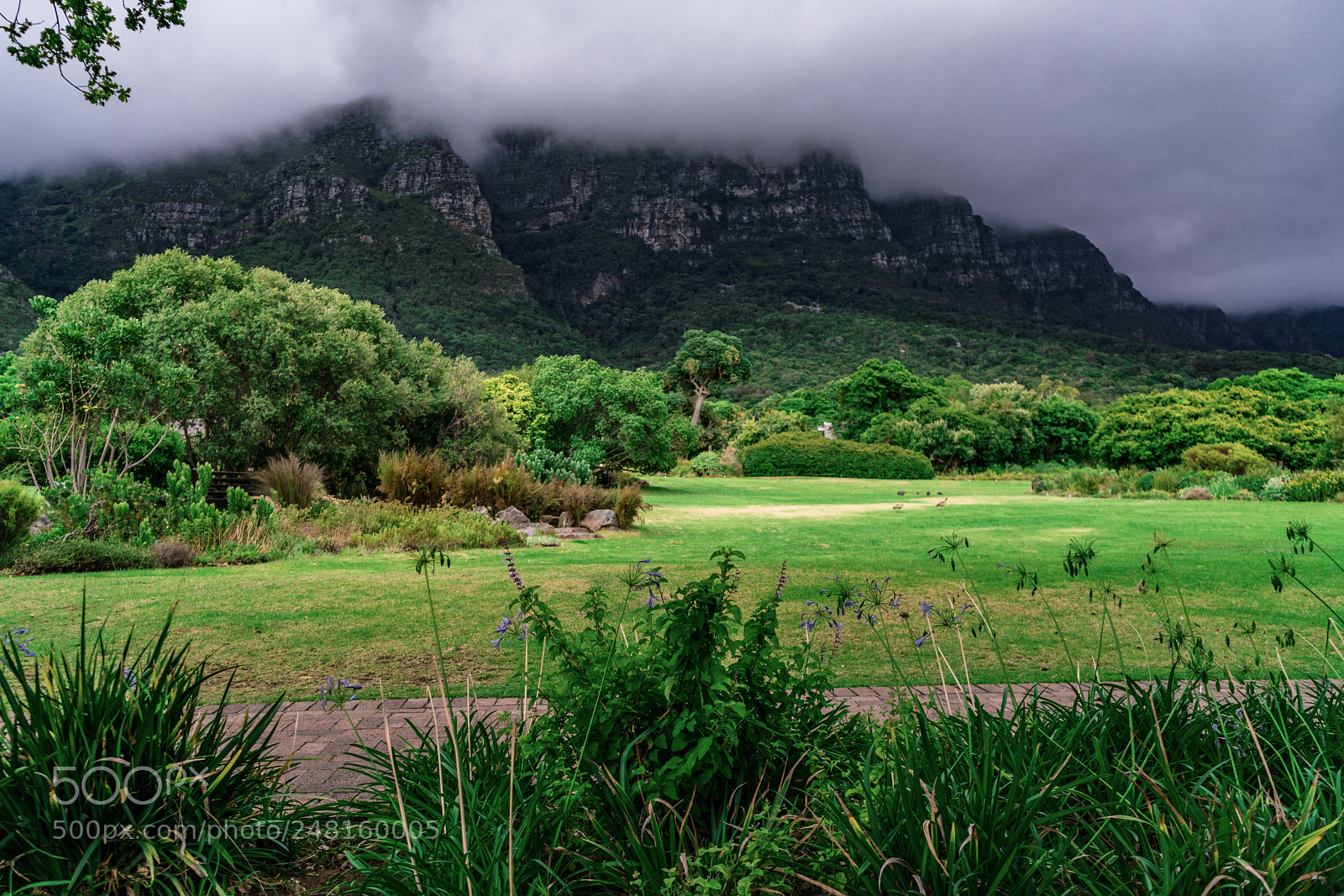 Sony a7R II sample photo. Kirstenbosch botanical gardens photography