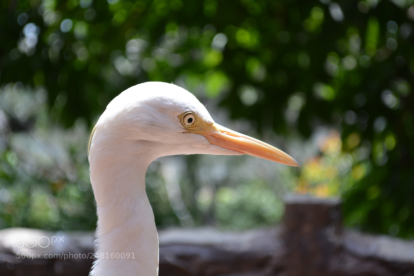 Nikon D5200 sample photo. Egret photography