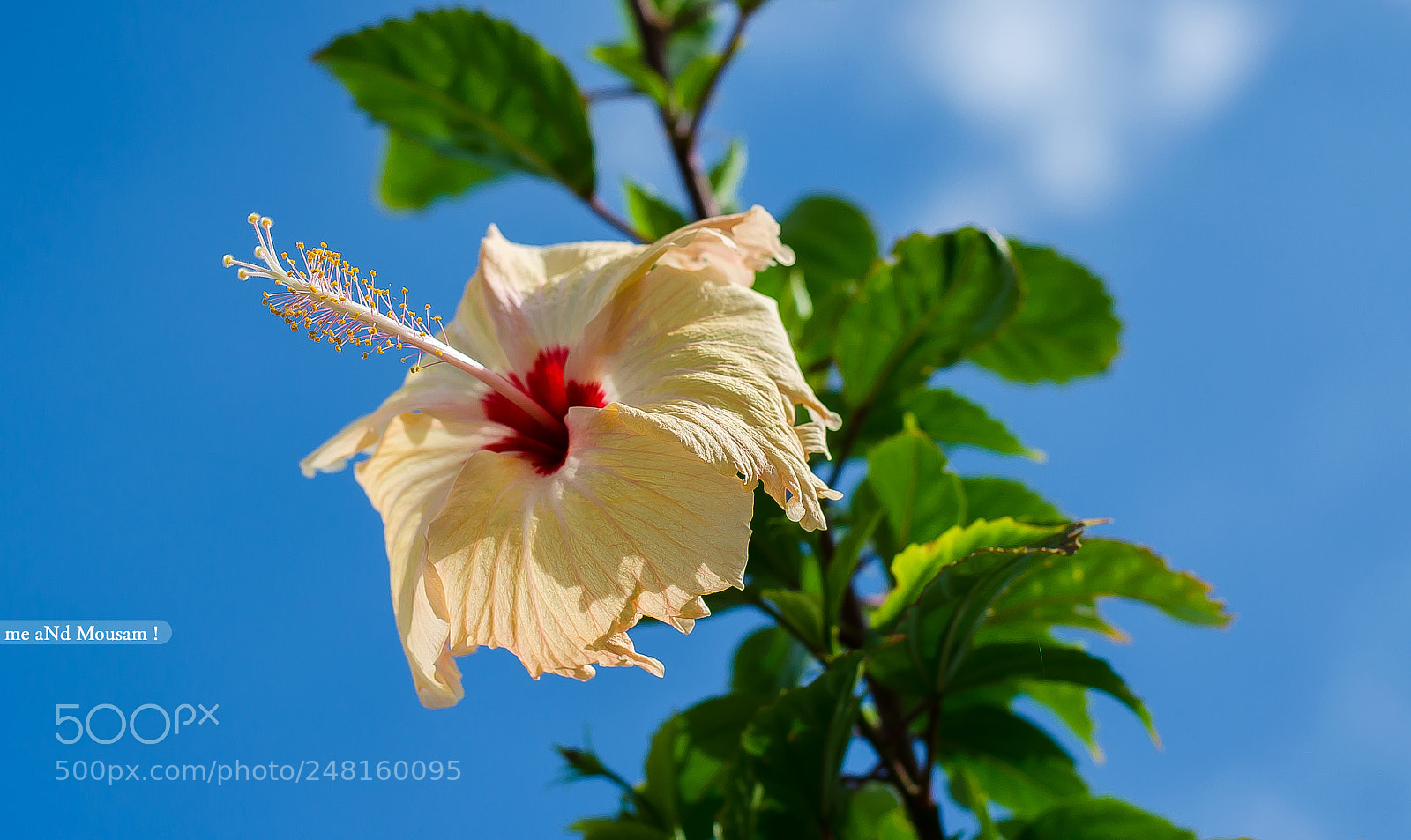 Nikon D5100 sample photo. Hibiscus photography